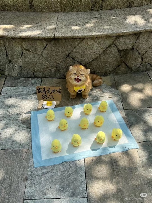 Khajiit Has Wares for Sale, Traveler!