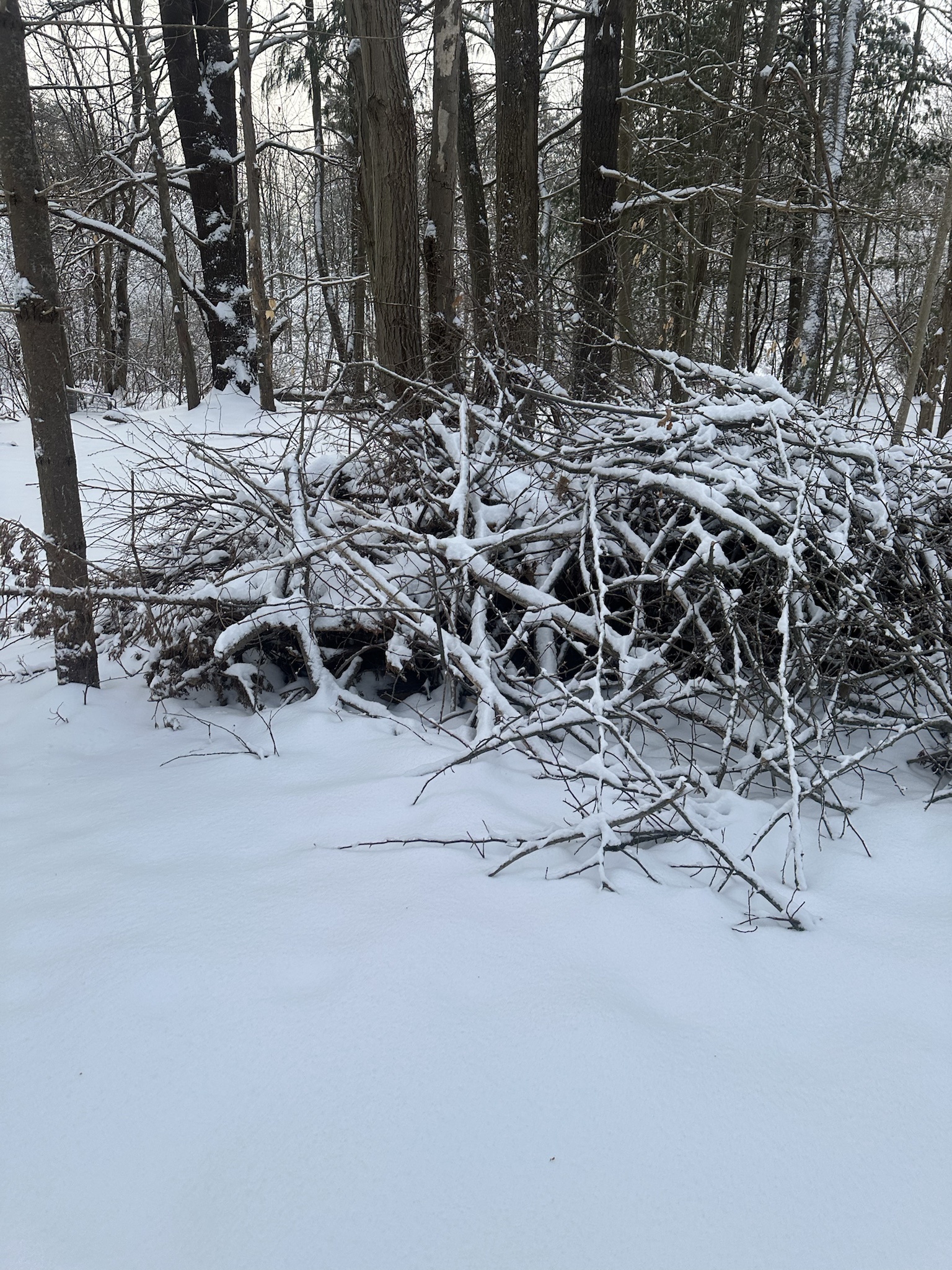 A Winter Wonderland: Embracing a Snowy Day in New Hampshire