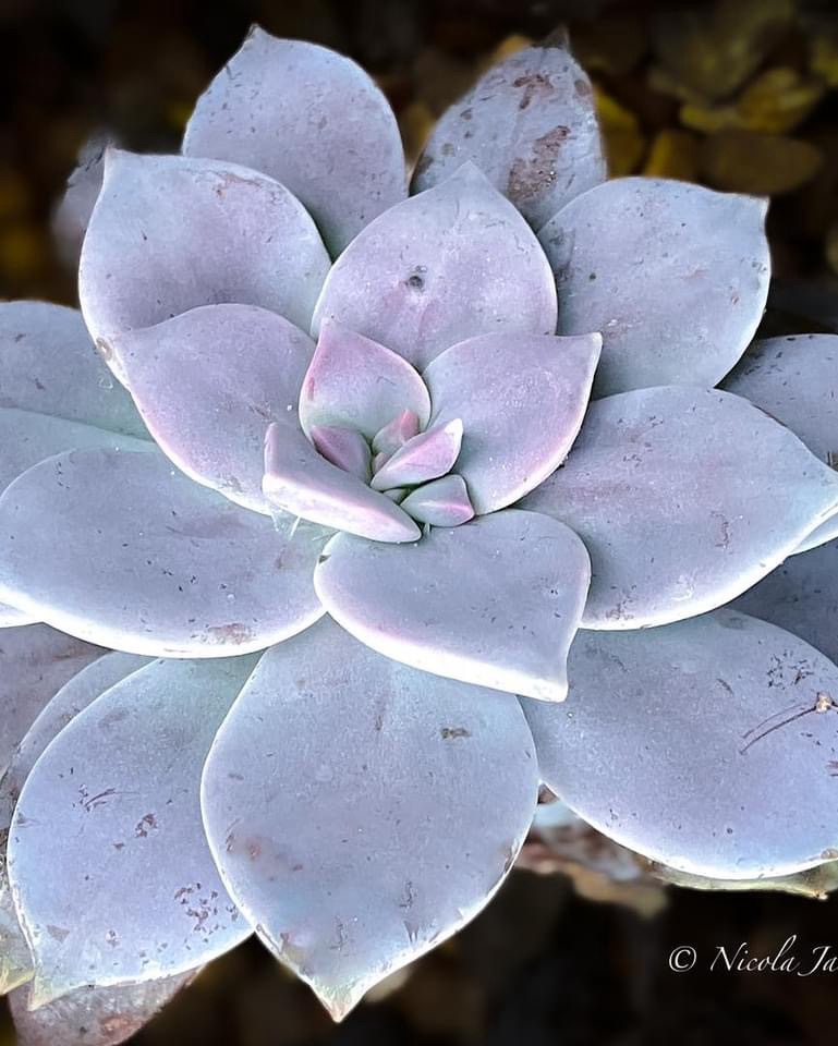 The Allure of Succulents