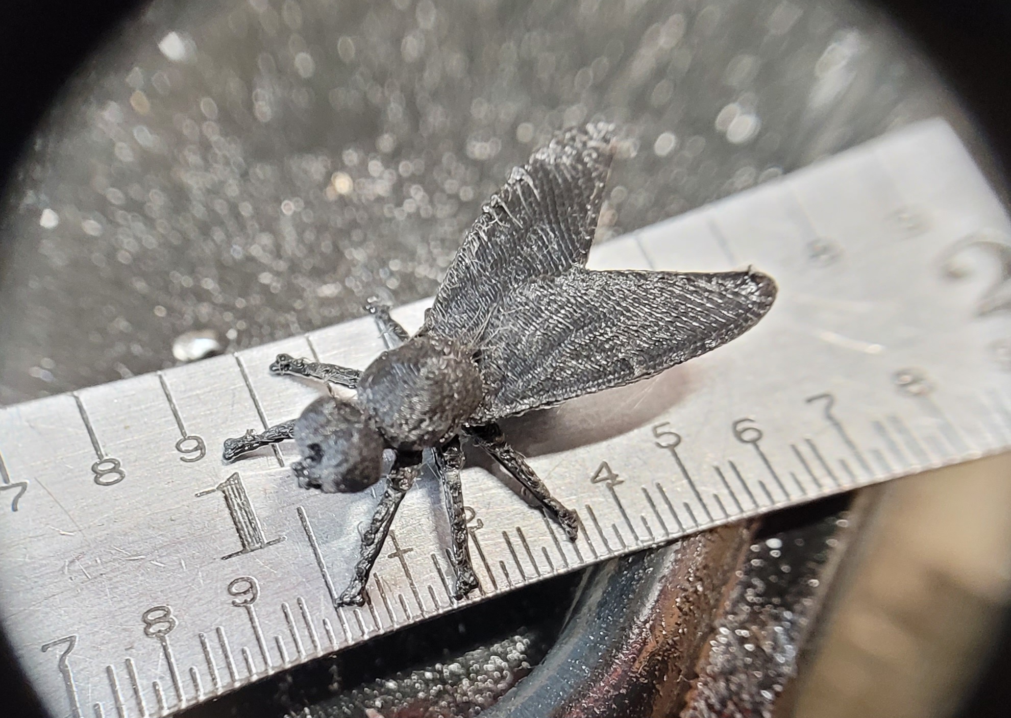 The Fly: A Tiny Intruder with Big Attitude