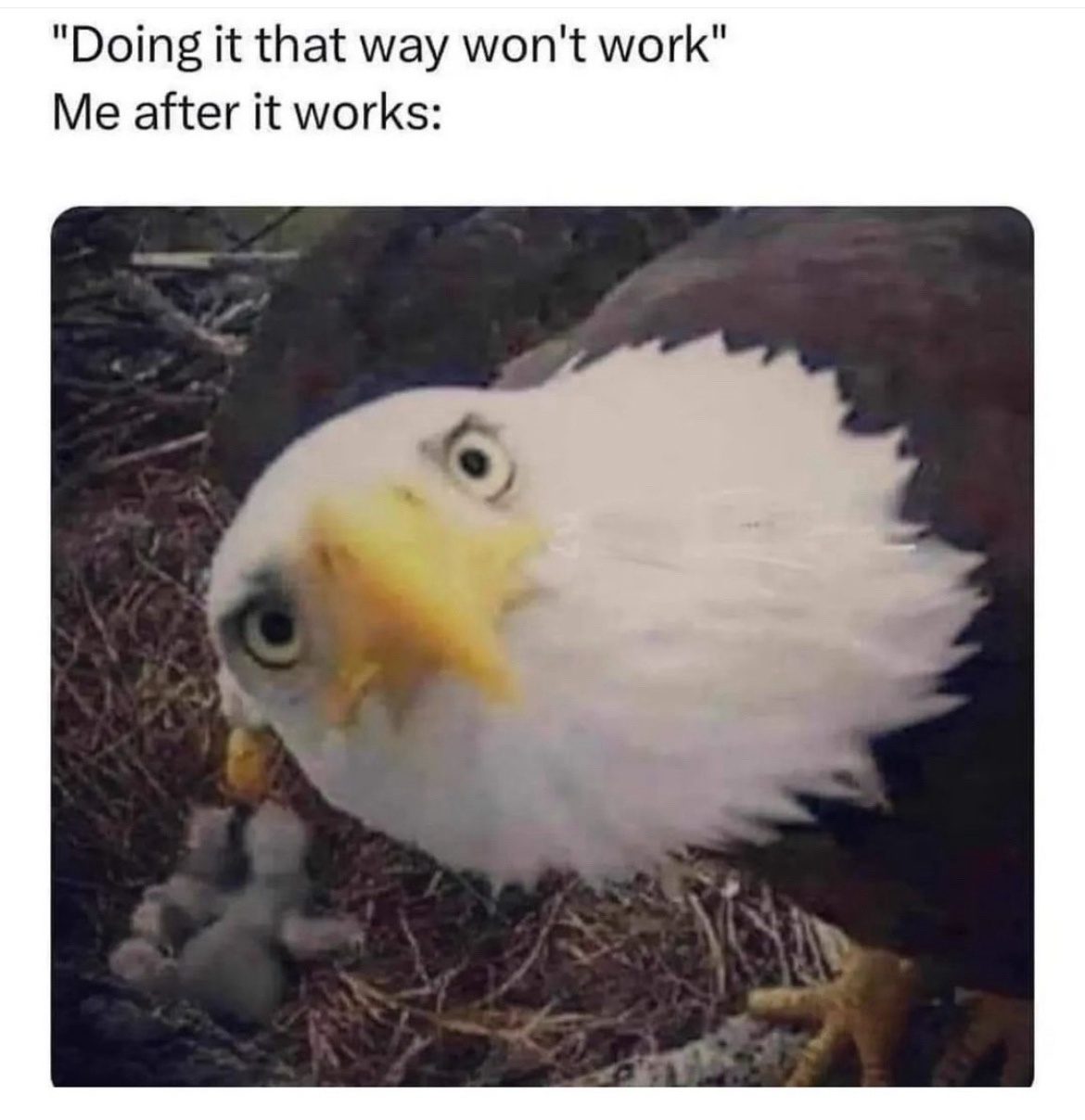 Need a meme dump? I'm here to help!