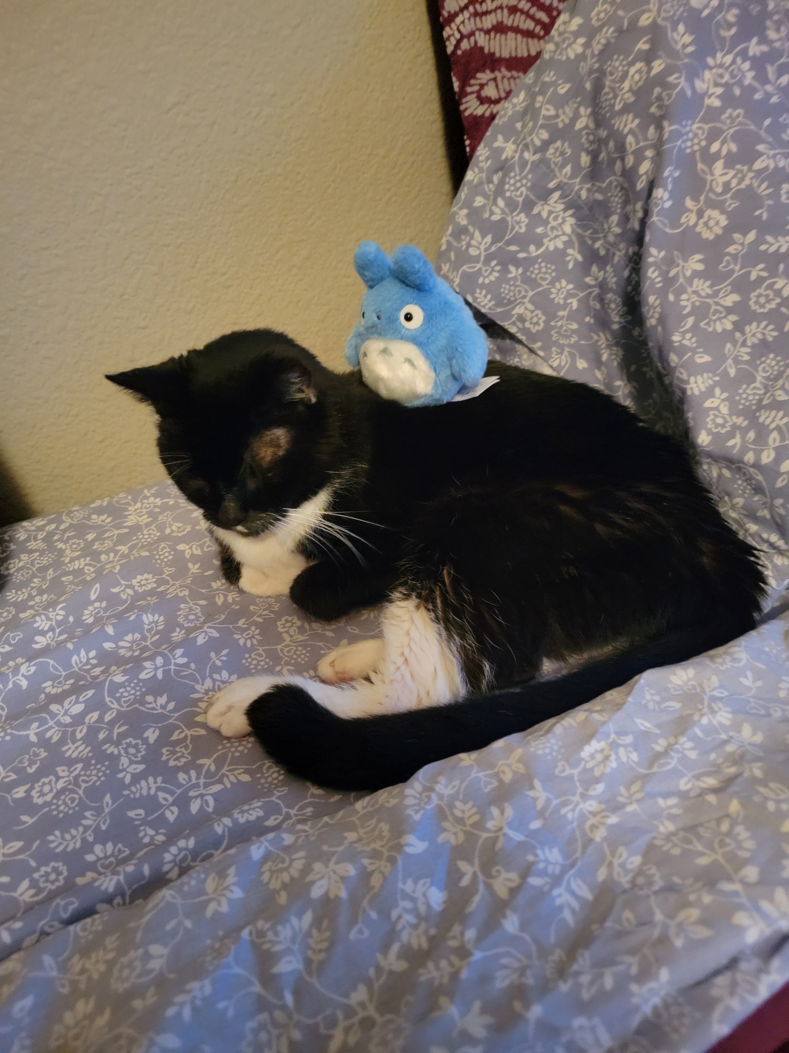 Happy Catmas: Celebrating the Feline Festivities