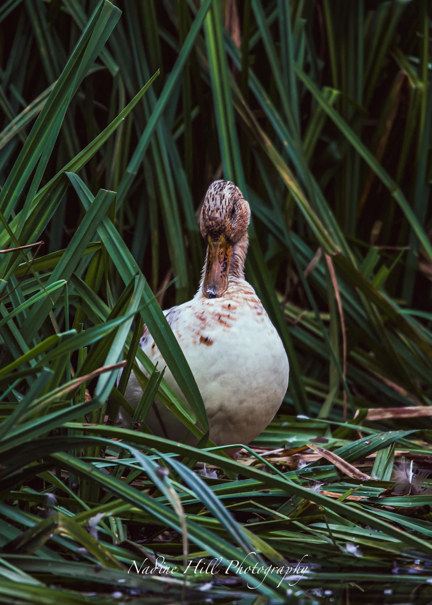 Just a Duck Being a Duck