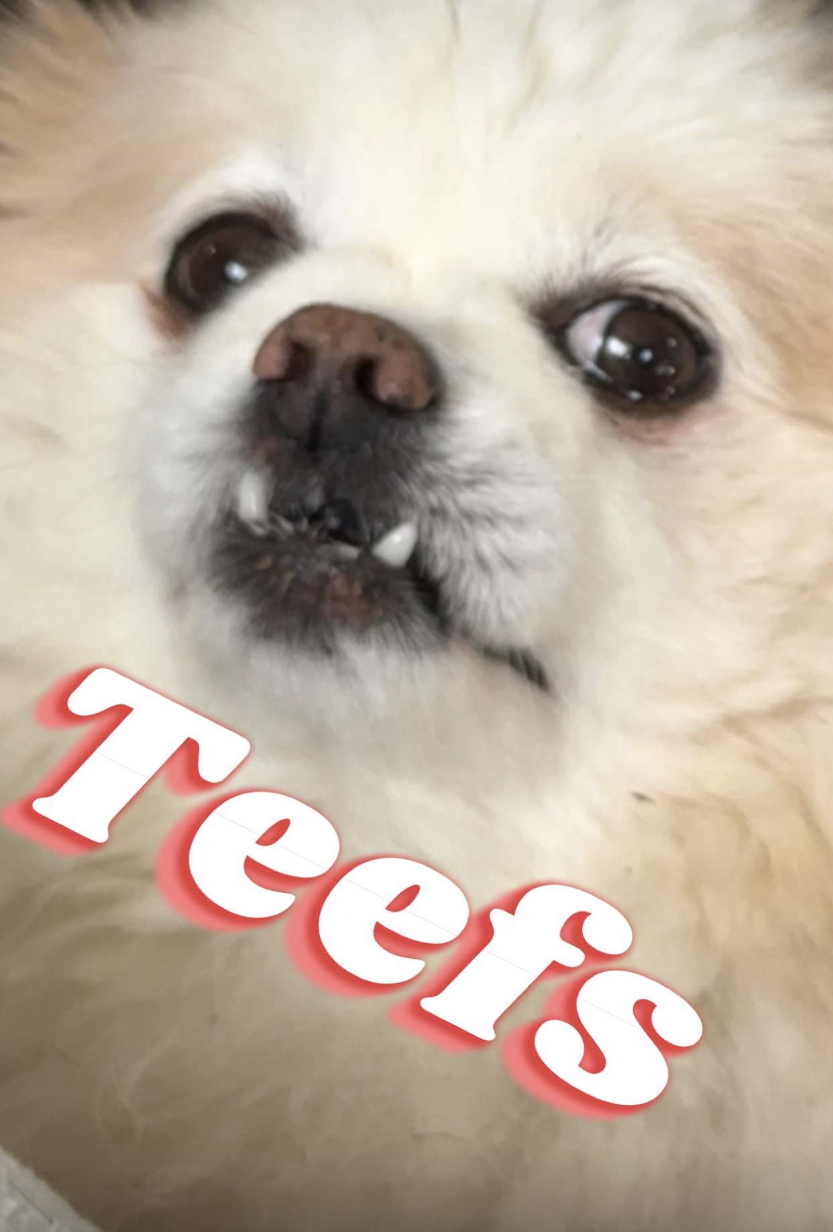 Meet Pip: The Adorable Companion Everyone Loves