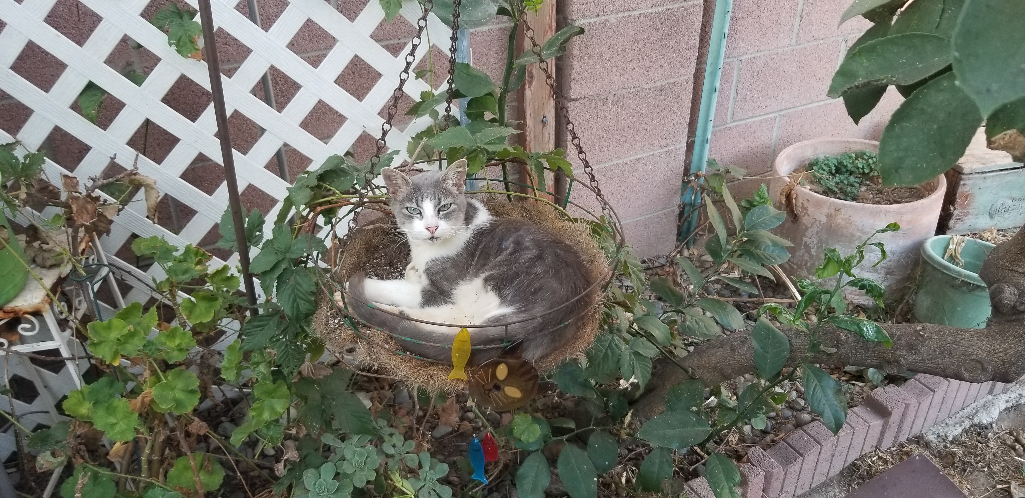 Meet Trixie, the Adorable Tripod