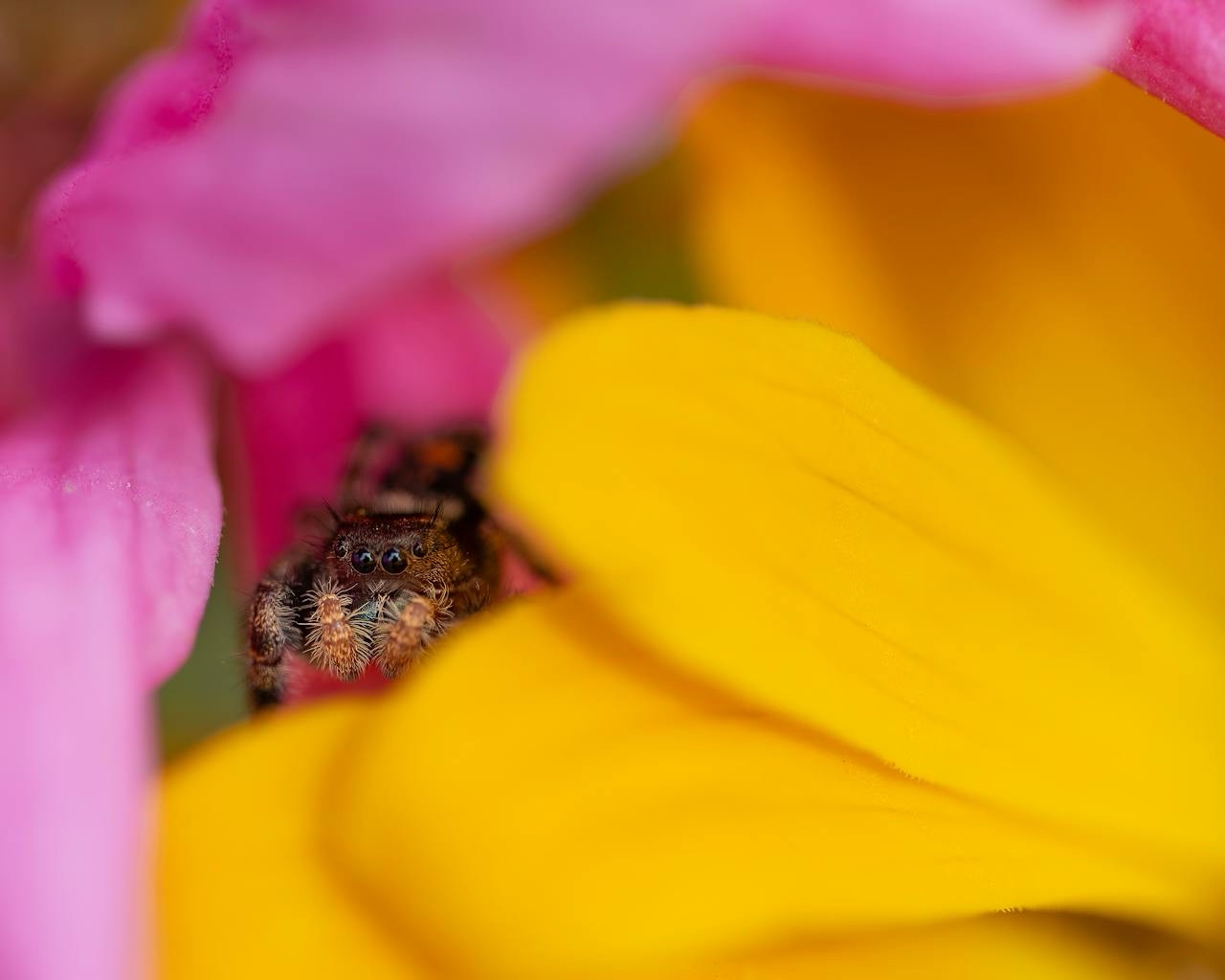 Tiptoeing Through the Tulips: A Playful Journey