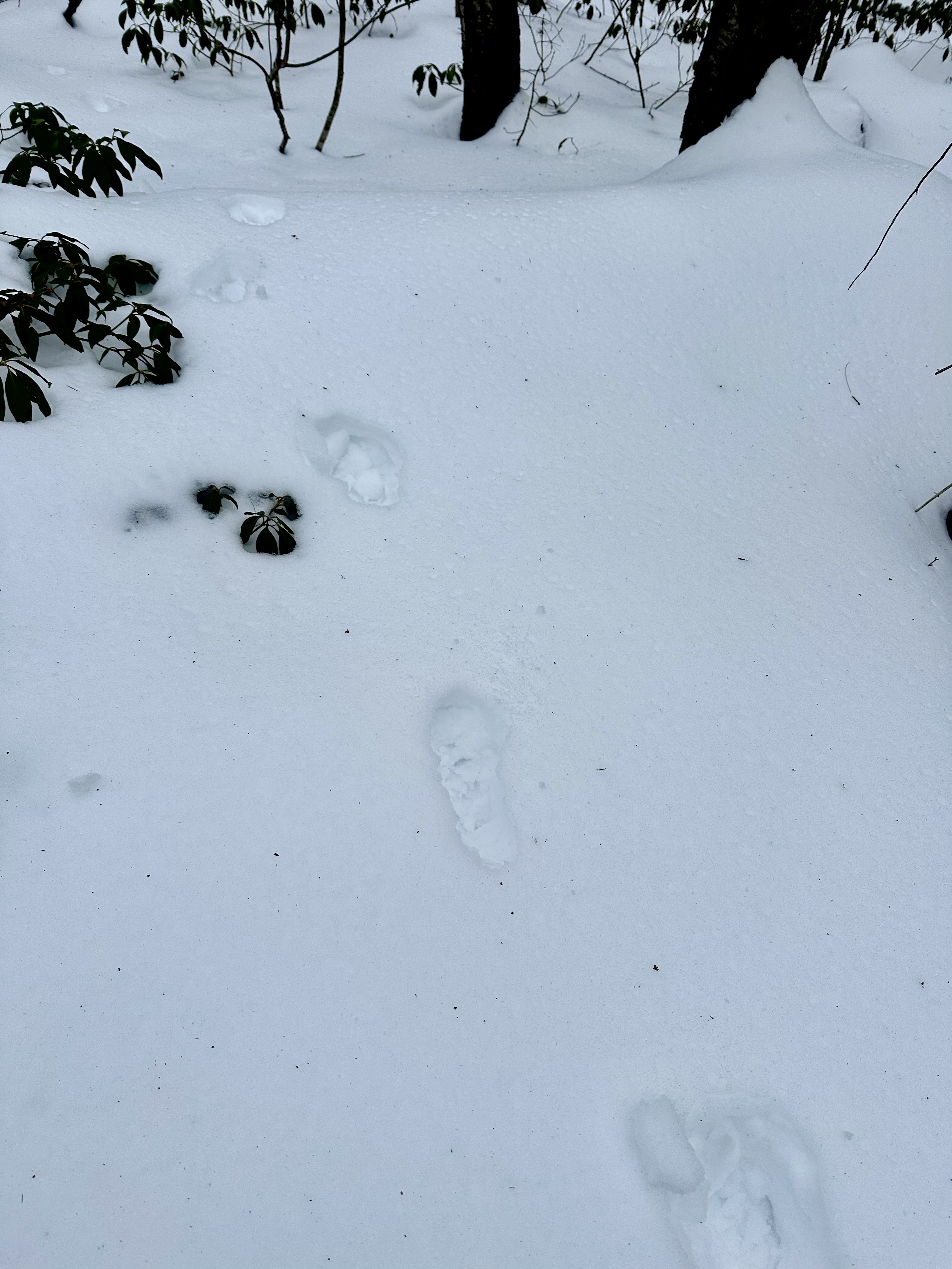 Exploring Nature: The Fascinating World of Animal Tracks
