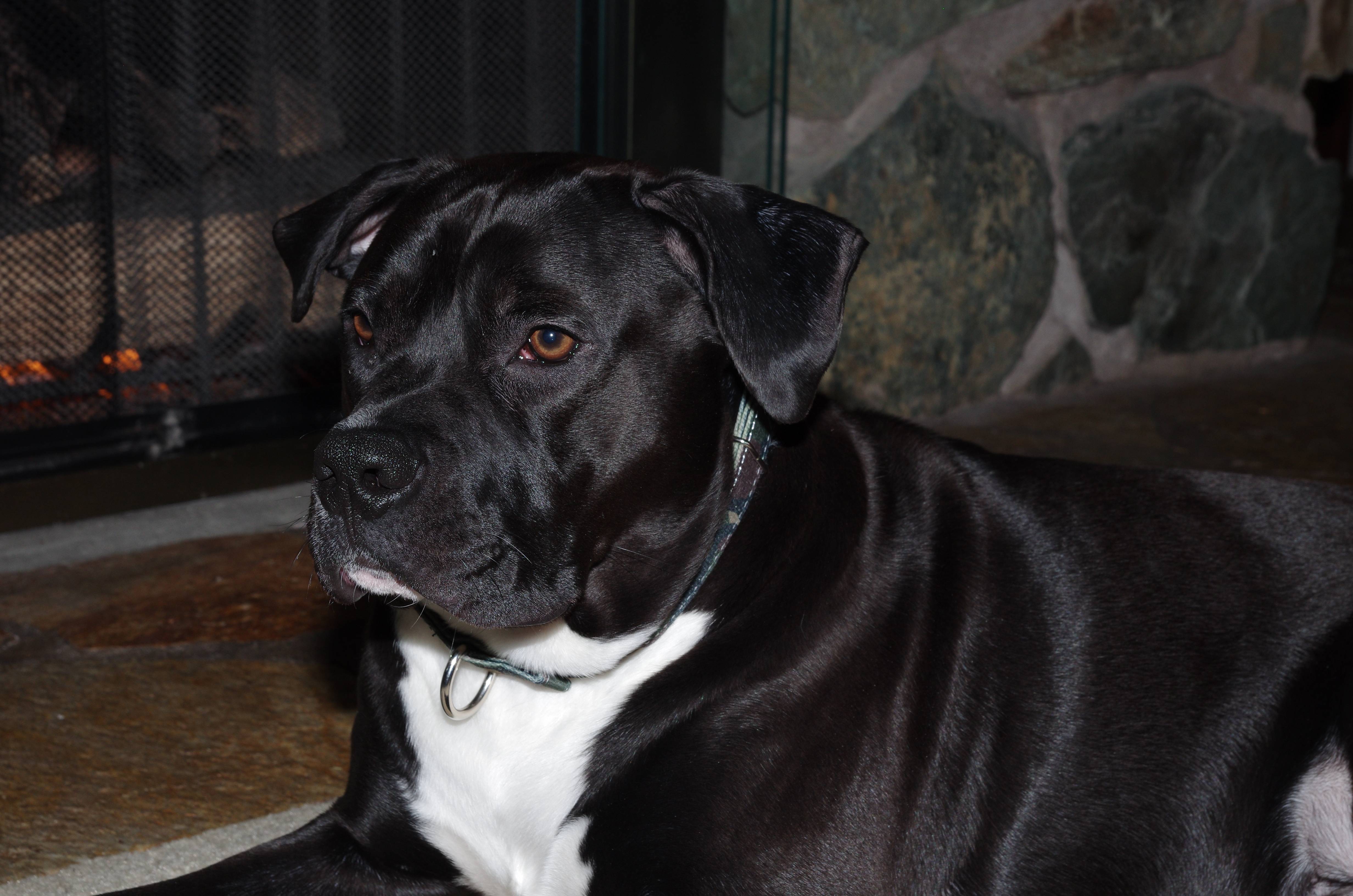Meet Freddie: the star of the show!