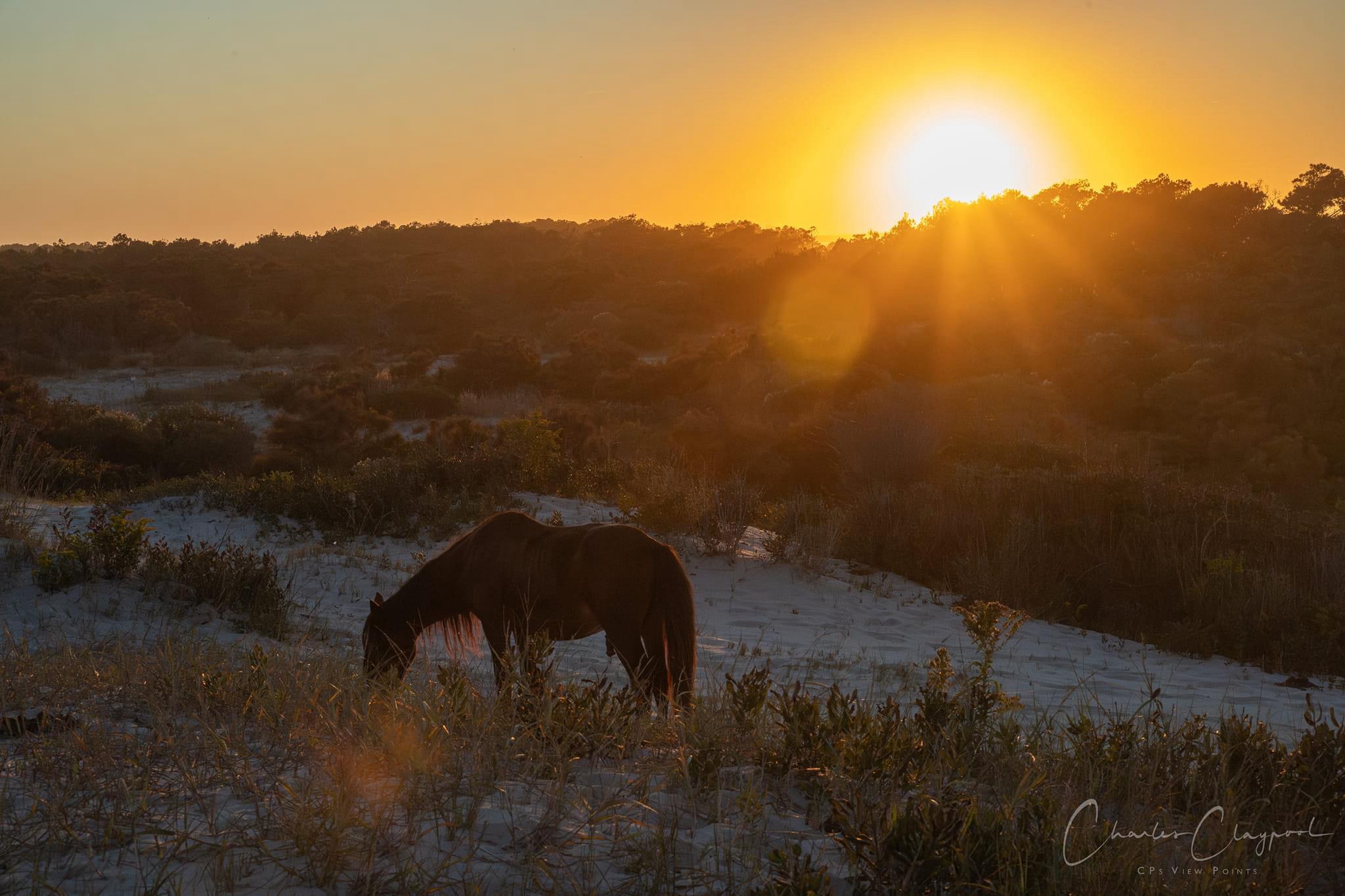 Bayberry Glowing at Sunrise: A Beautiful Morning Scene