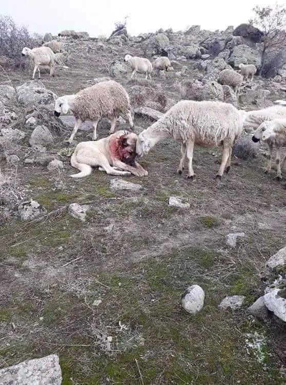 Sheep Expresses Heartfelt Thanks to the Heroic Dog for Saving Them from a Wolf Attack