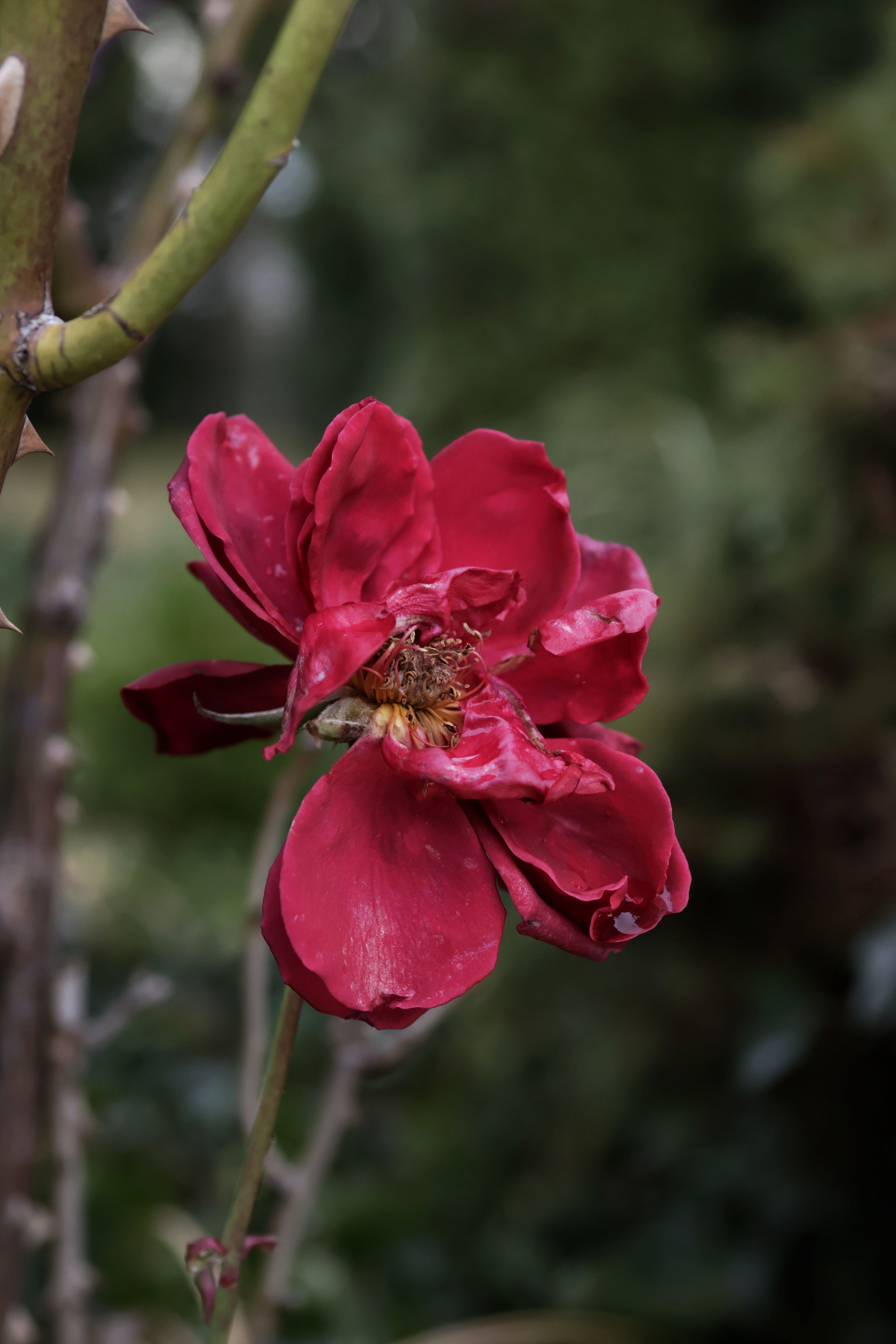 Nature's Daily Wonders #41 - Close-Up of Non-Snowy Delights