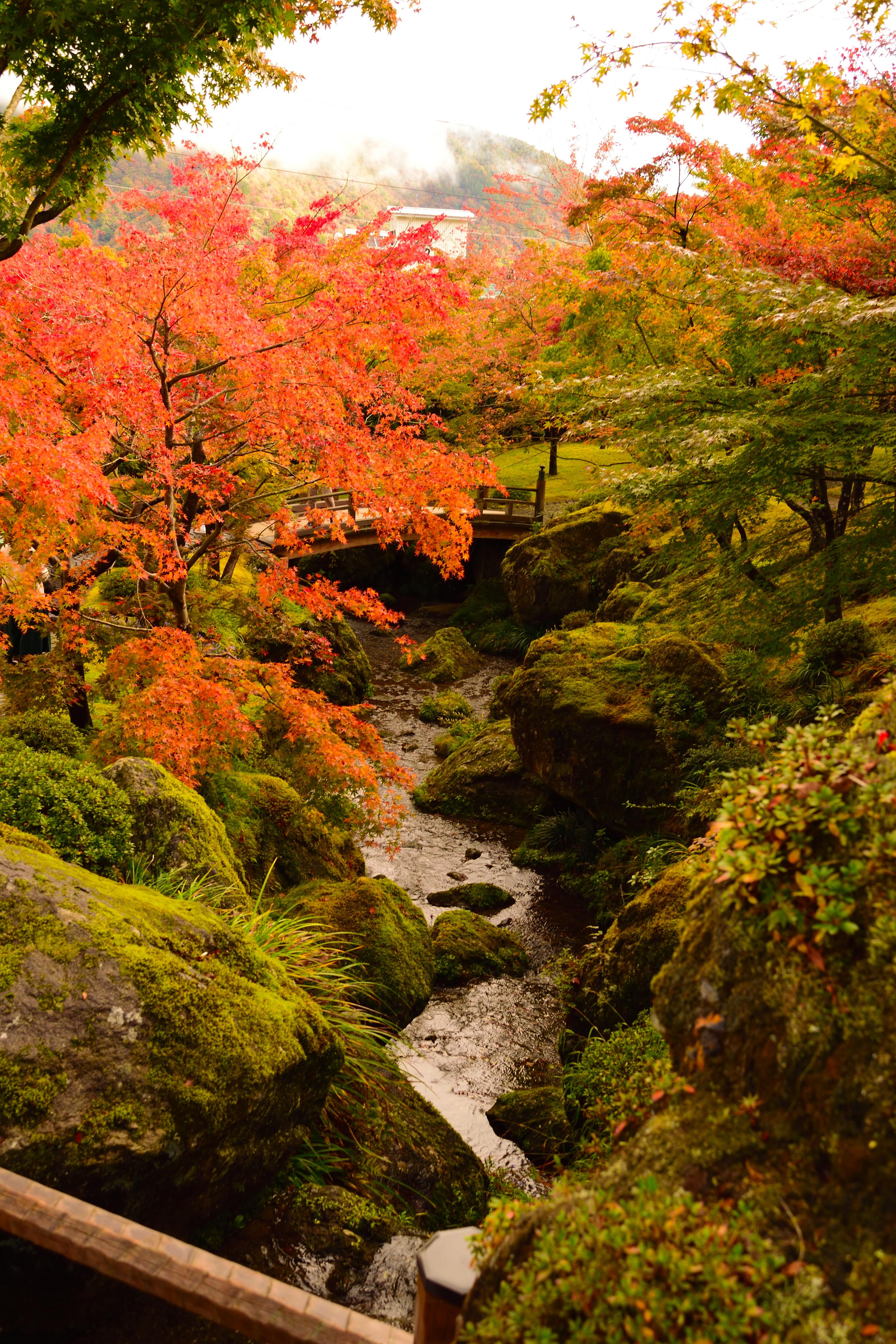 Hakone's Autumn Splendor Captured in One Frame