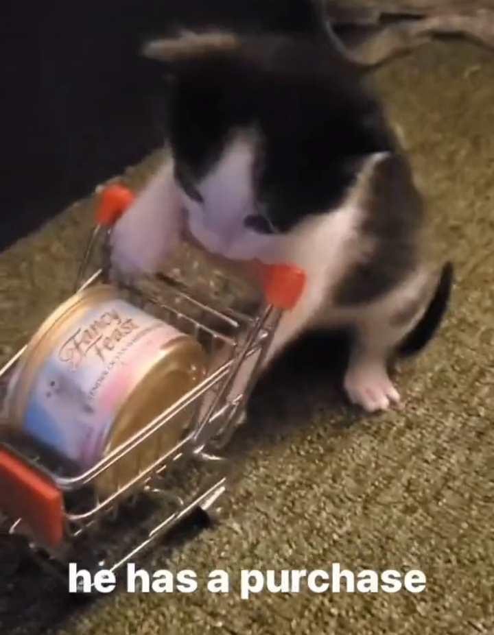 The Little Shopper's Adventure