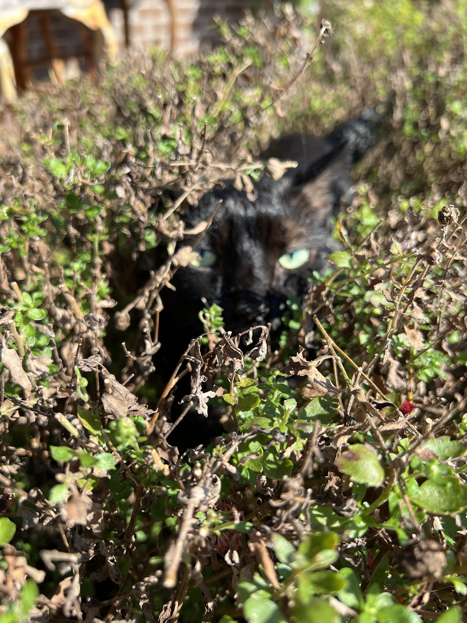 Time to Pay the Cat Tax