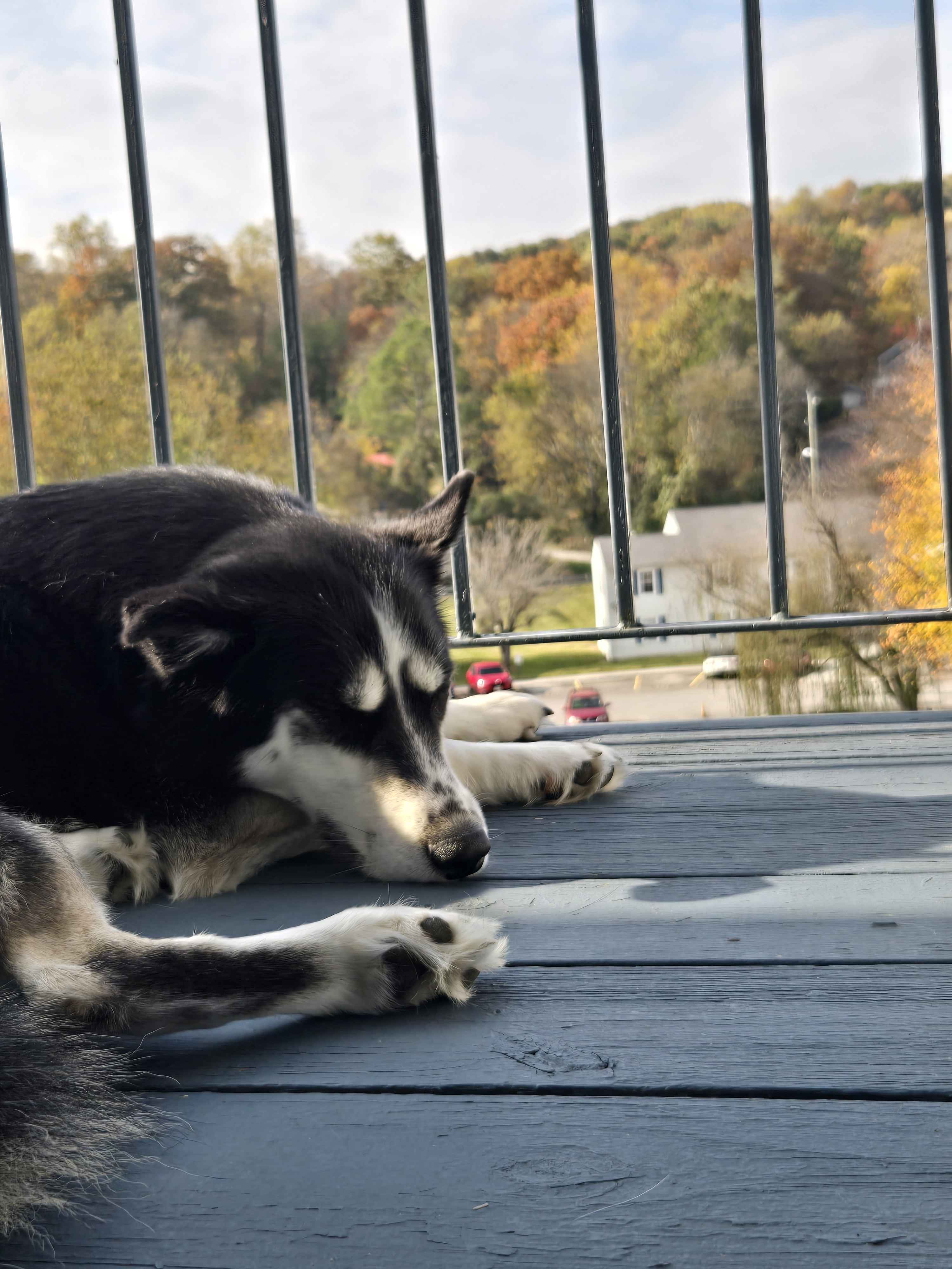 Nar Relaxing on the Deck: A Perfect Chill Spot