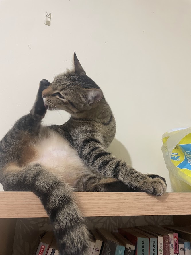 Just another day with my favorite cat