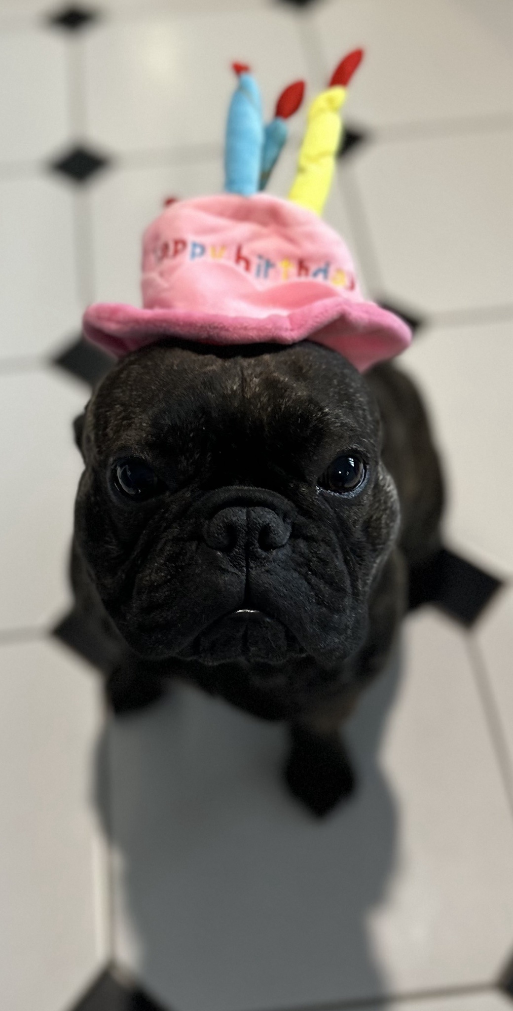 Celebrating Harry's Third Birthday Bash!