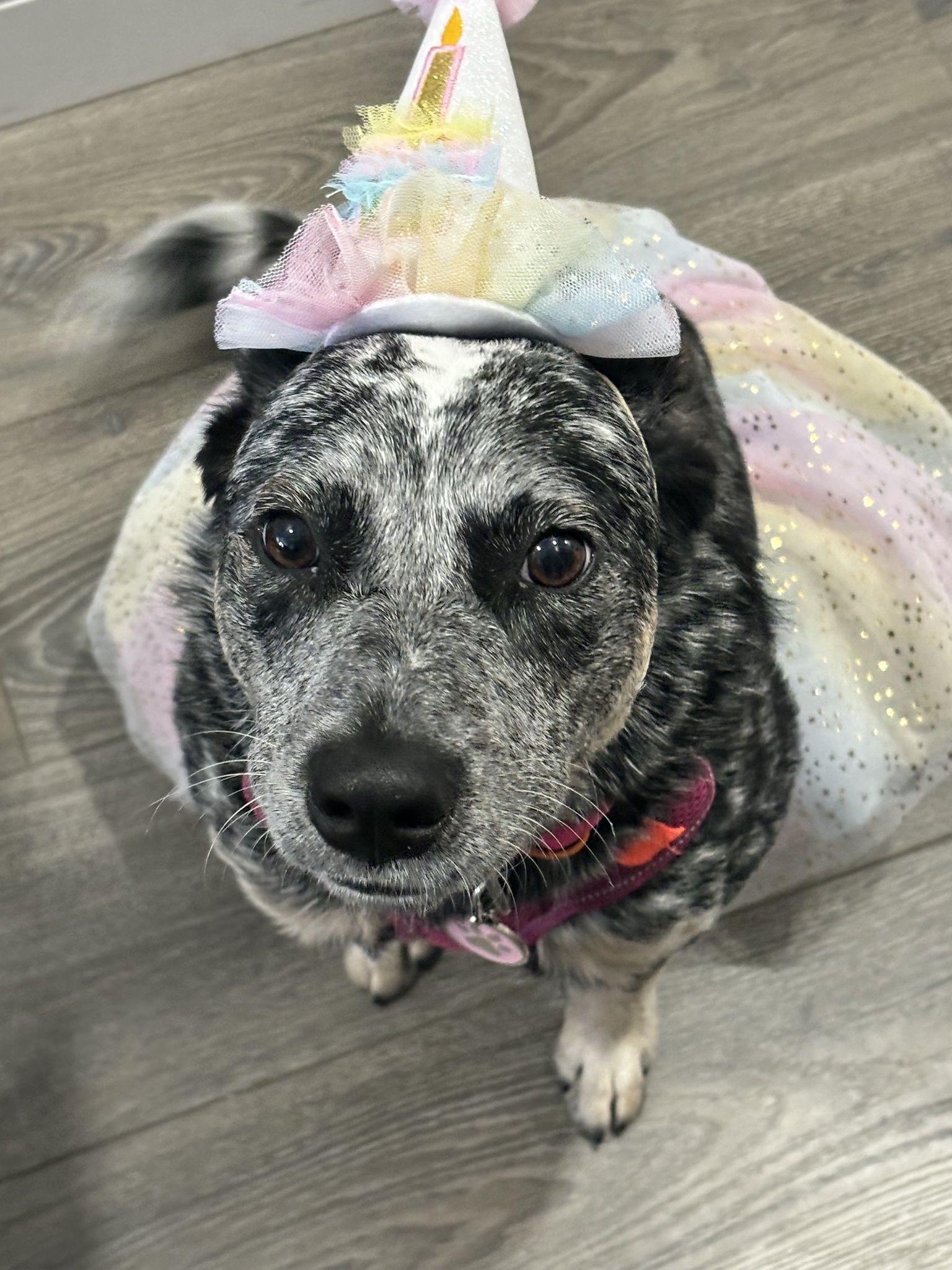 Evie Wishes You a Spooktacular Halloween