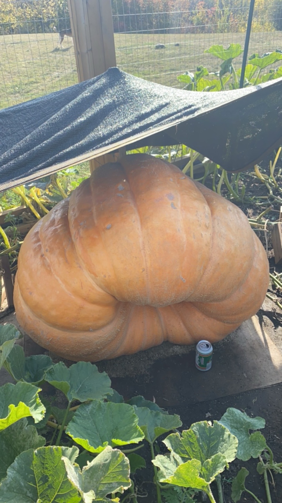 Check Out This Massive 527 lb Pumpkin!