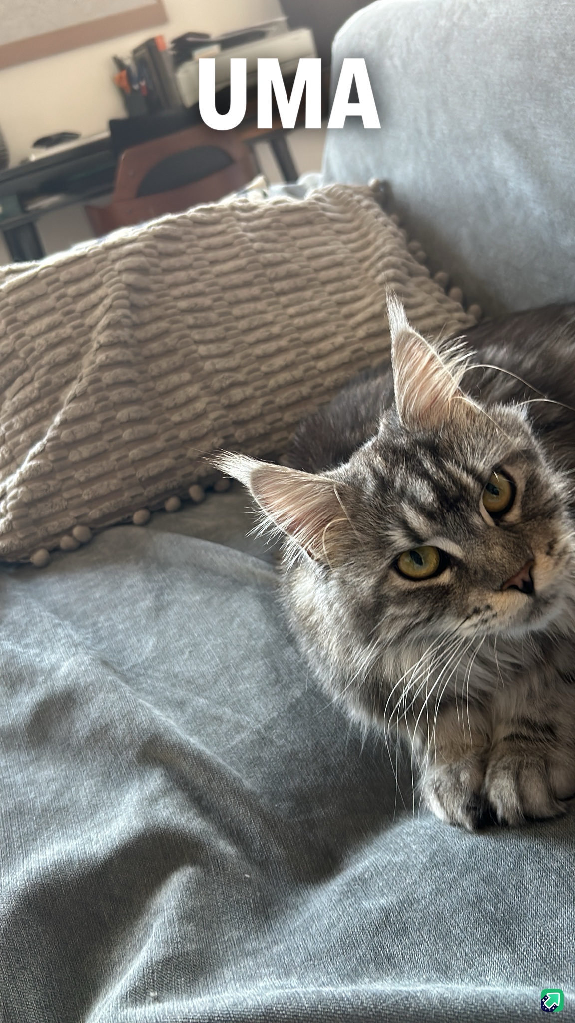 Introducing Uma: My Adorable 1.5-Year-Old Maine Coon