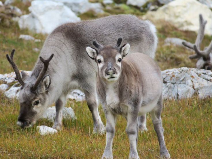 For Those Disappointed by the Lack of Baby Reindeer: I’ve Got You Covered!