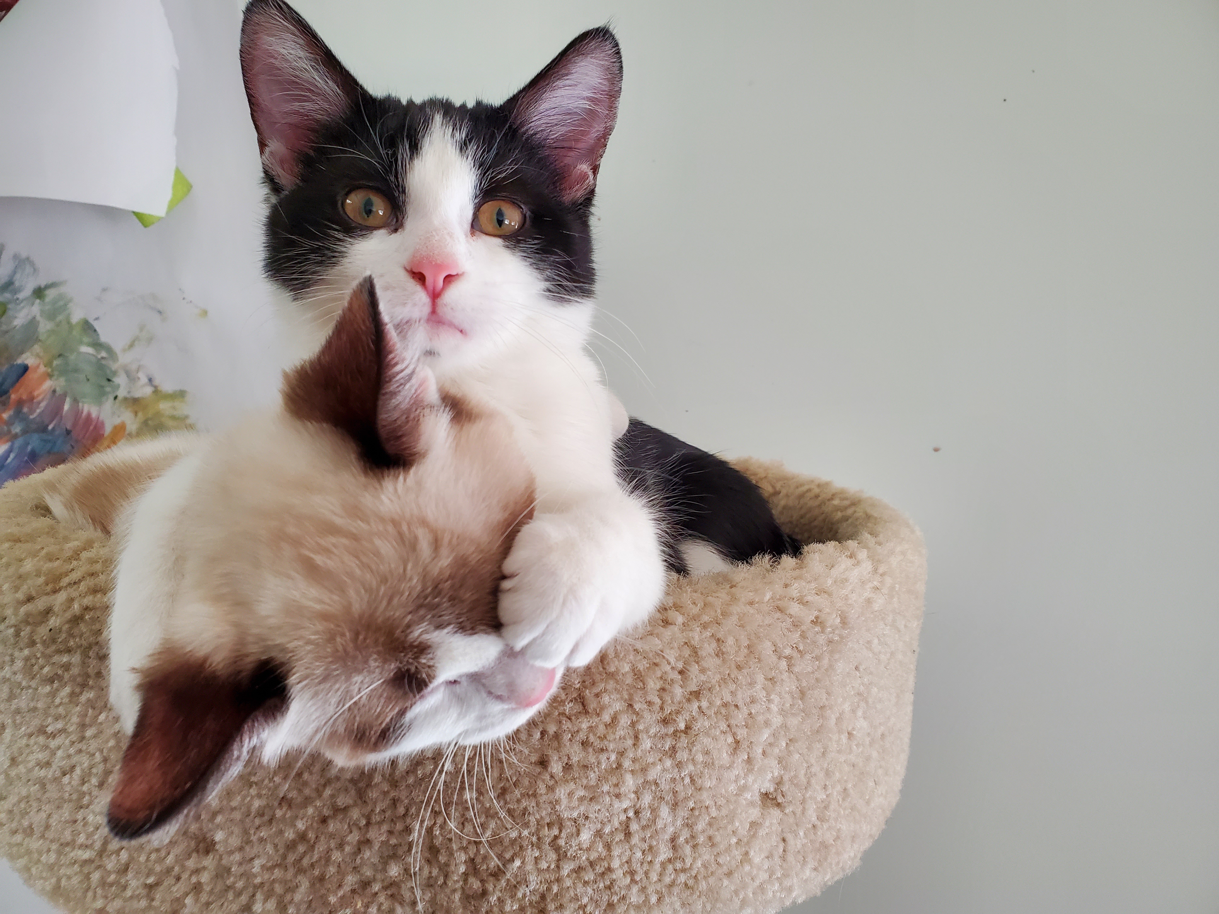 Spider-Cat's Mission: Protecting Marshmallow from LNI's Nightmares!