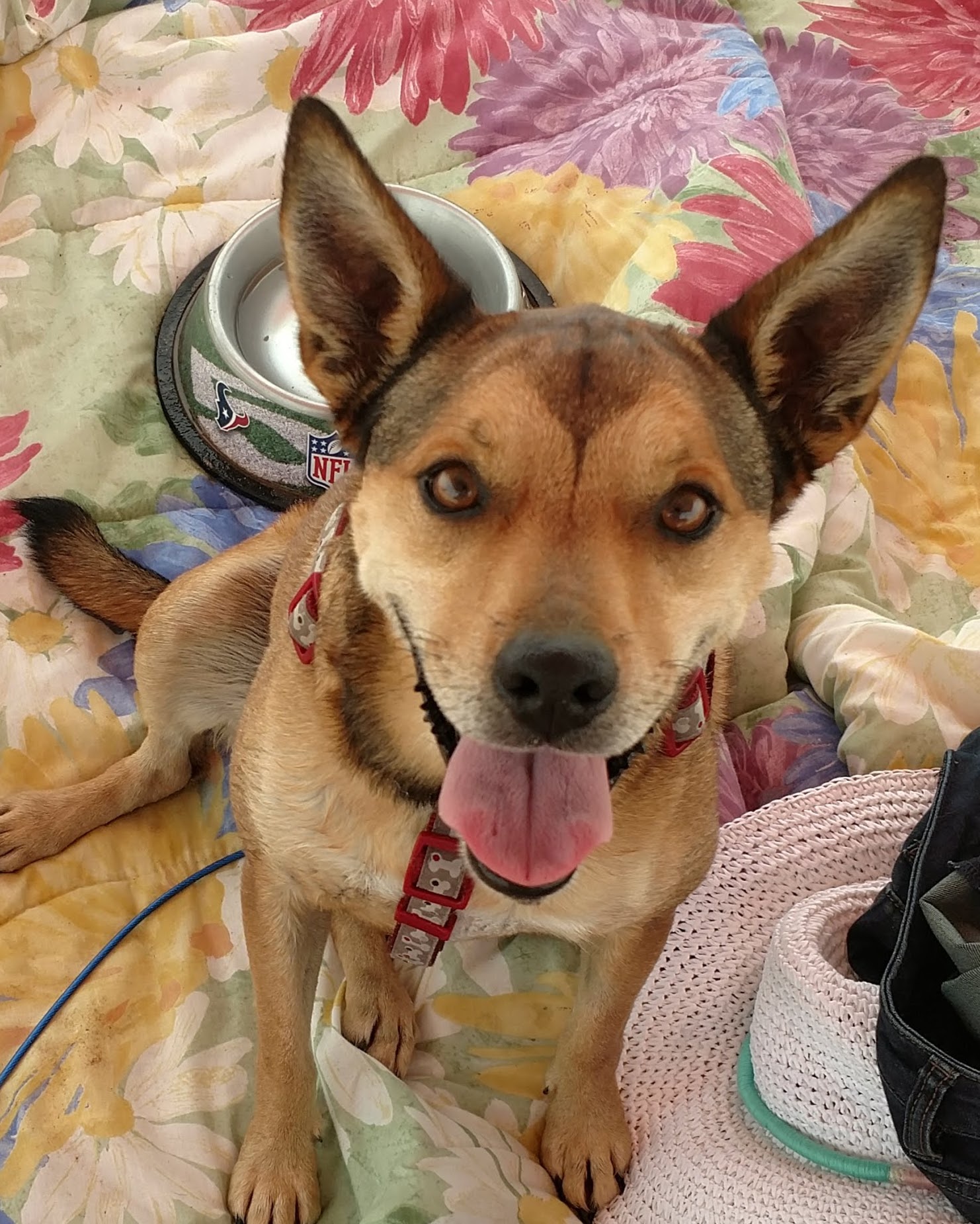 Here's your adorable puppy tax!