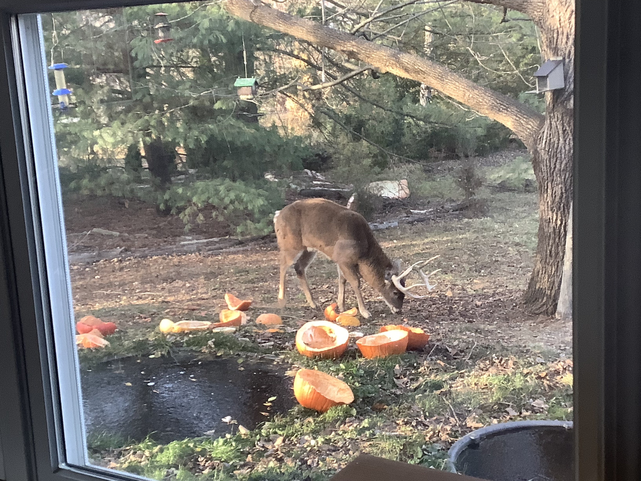 The Legend of Buck: November 30, 2024