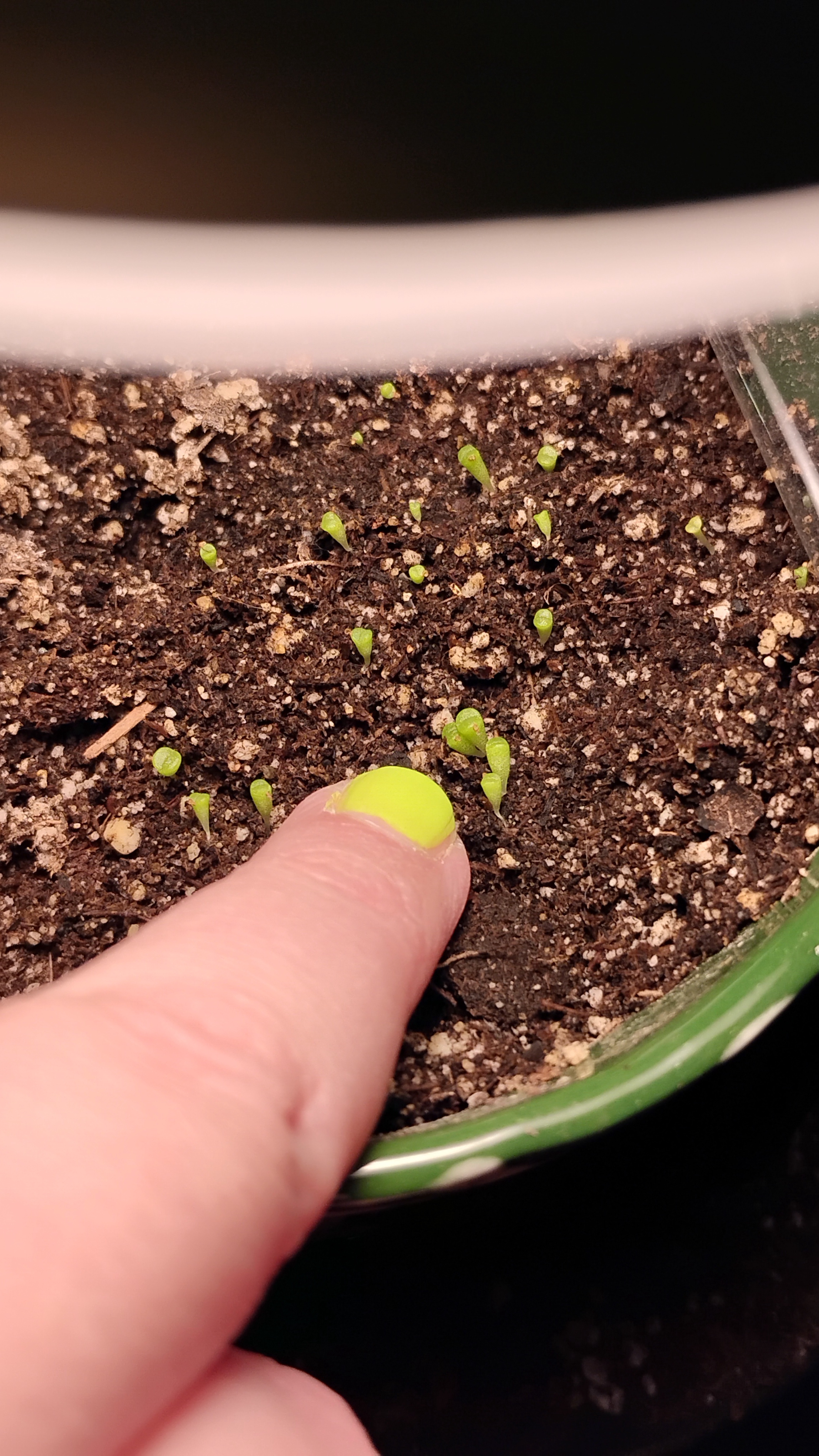 Tiny Baby Lithops: A Finger for Scale