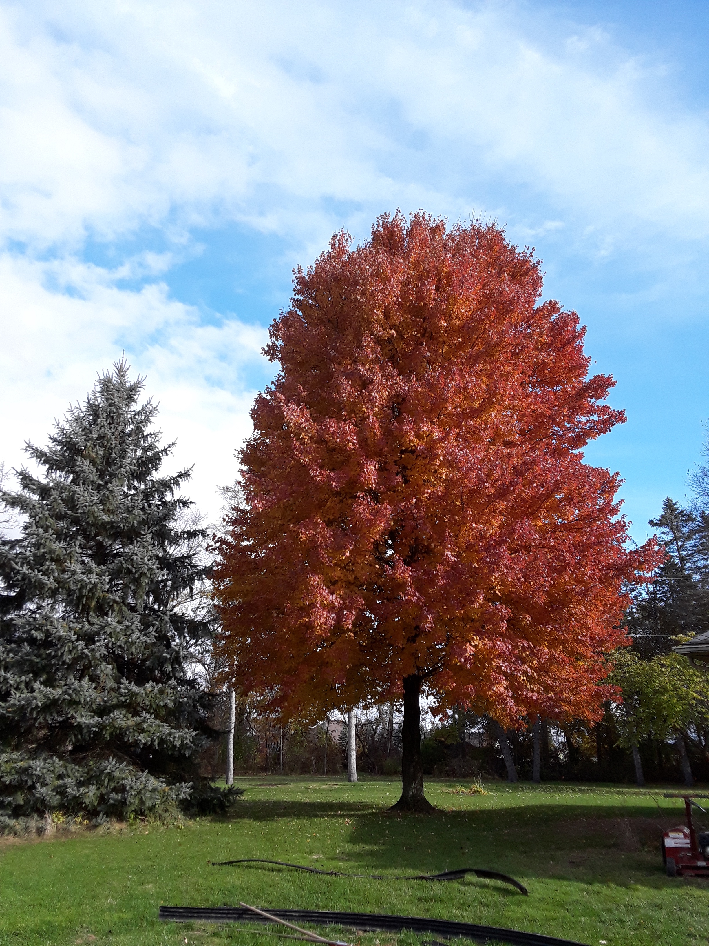 The beauty of an autumn tree.