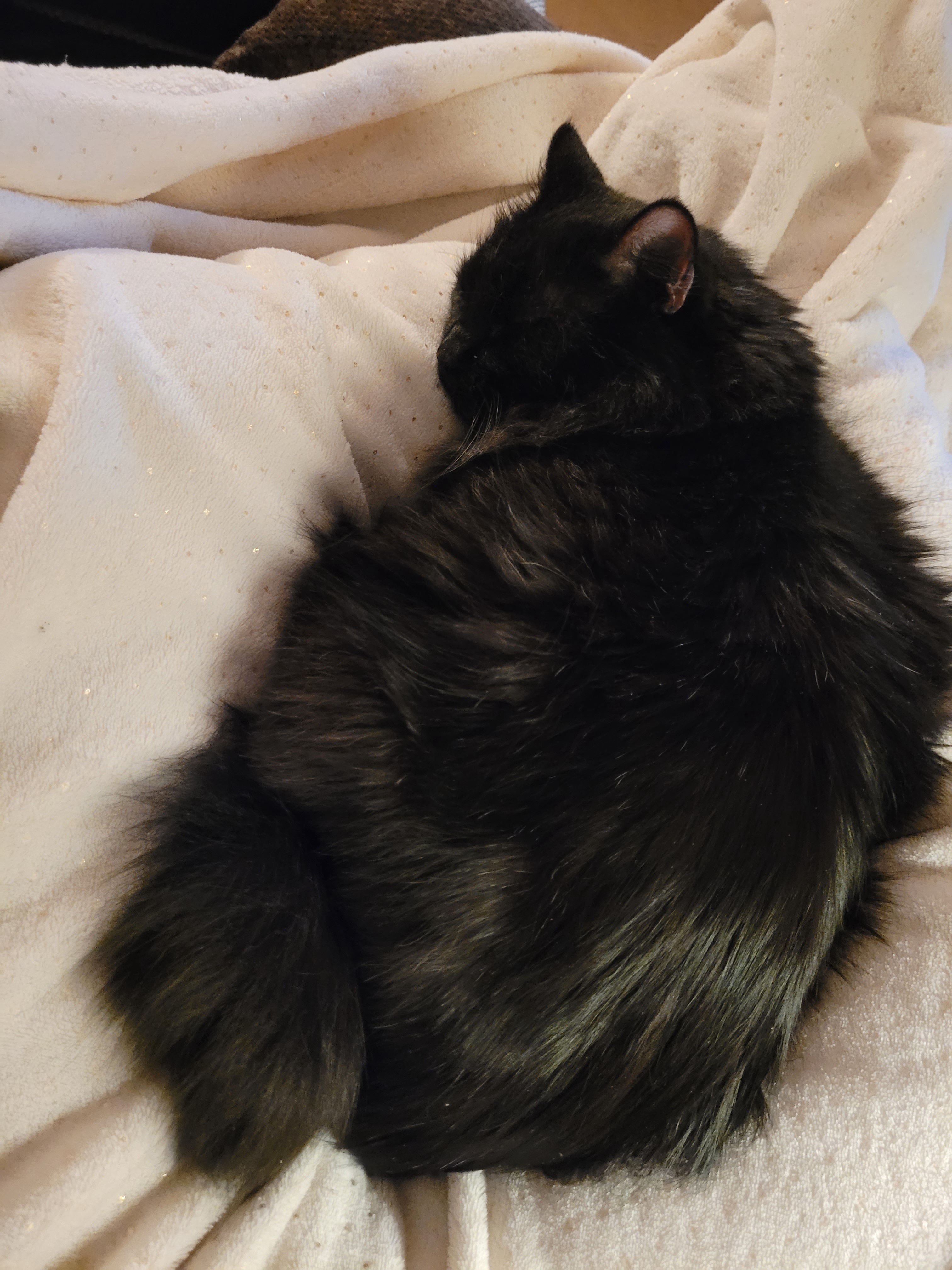 Sleepy Salem is in the house!