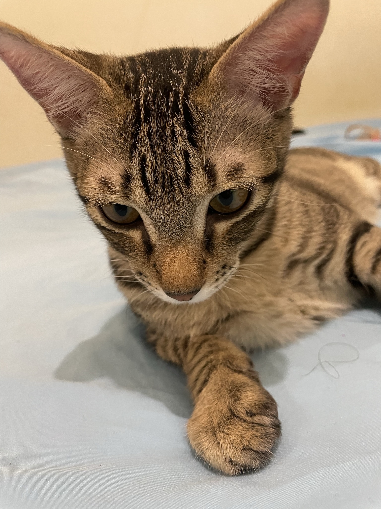 Adorable Little Cat Moments