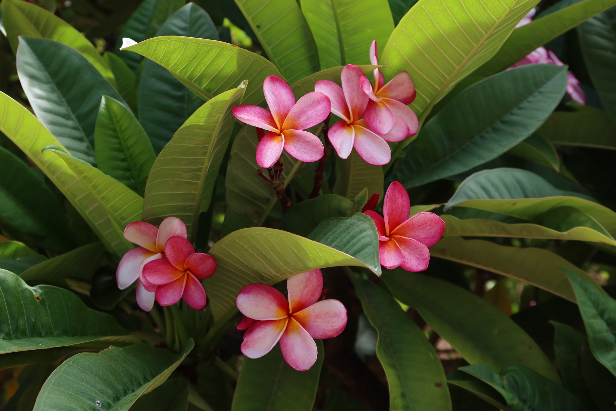 Exploring Koko Head Botanical Garden in Oahu, Hawaii - 2024 Edition.