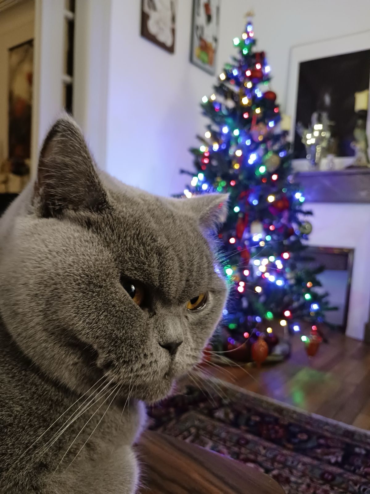 Not a Fan of Christmas: Her Dislike for the Holiday