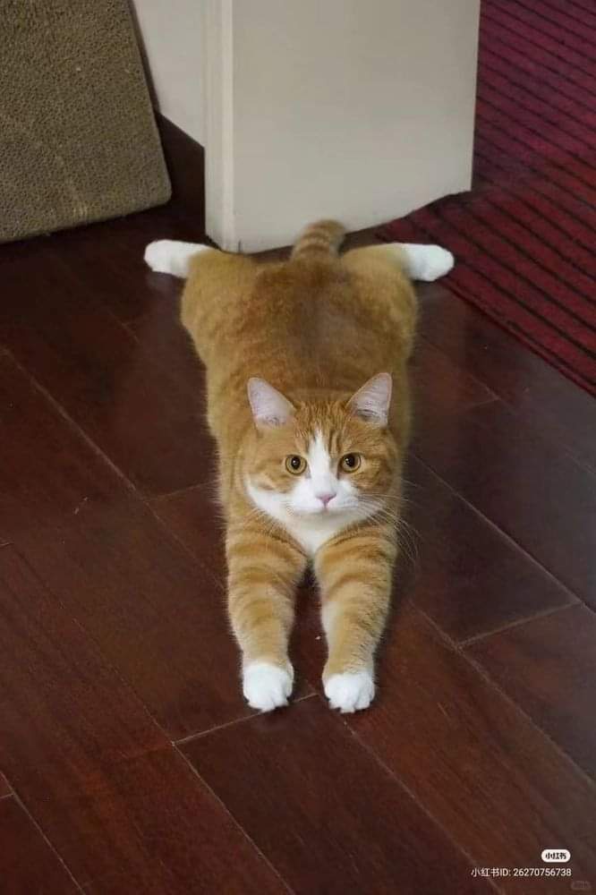 A Pawsitive Cat-Themed Meme Collection for Tough Times