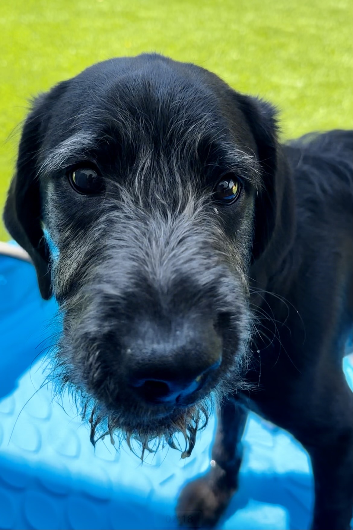 Cap Puckhaber: Simon's First Splash in the Kiddie Pool!