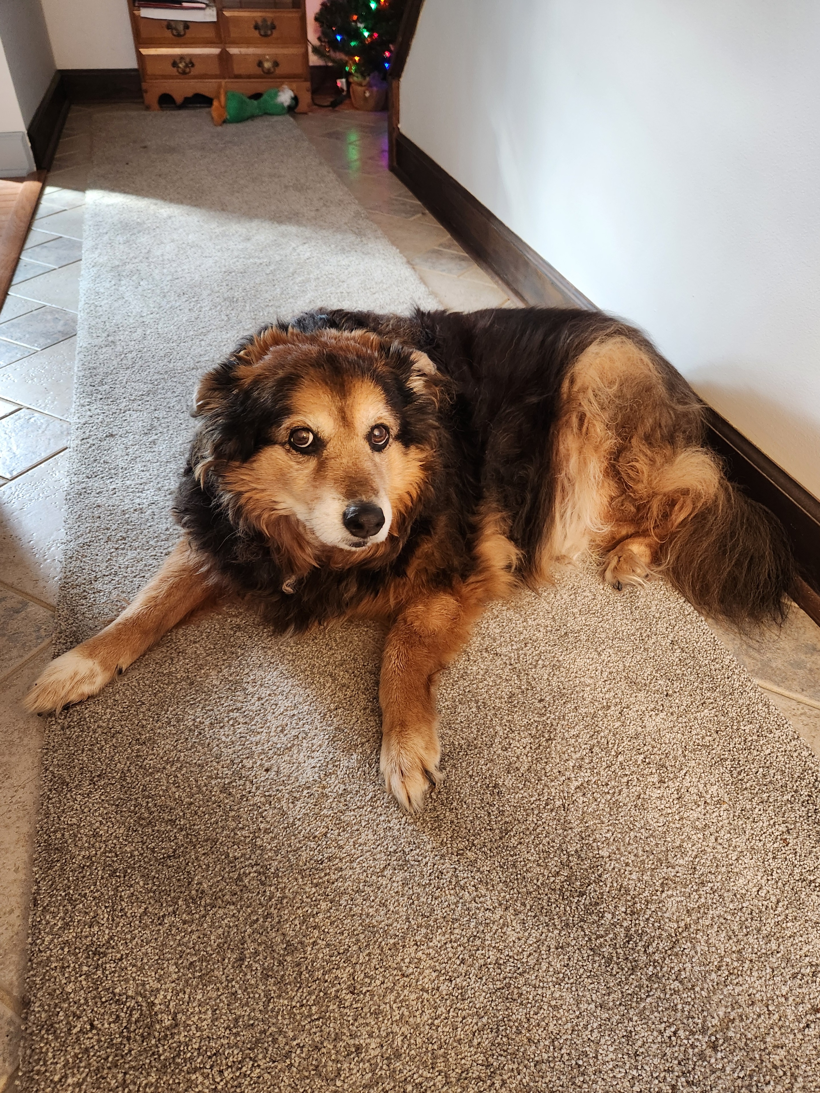 Daily Dose of Peanut the Dog - Day 1565