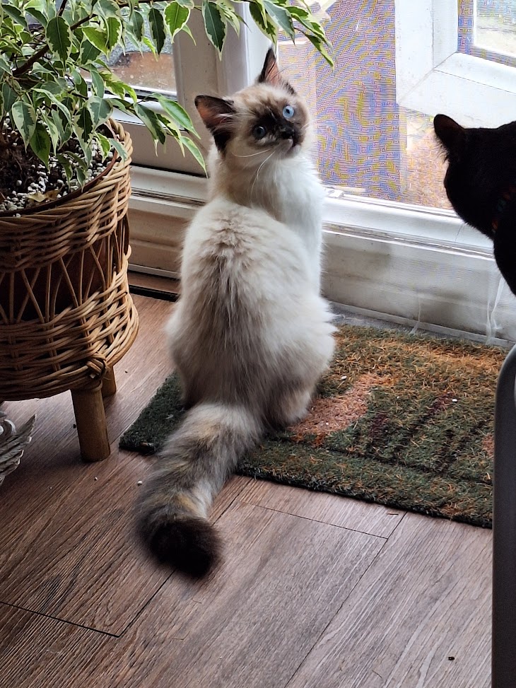 Adorable Kitties Galore!