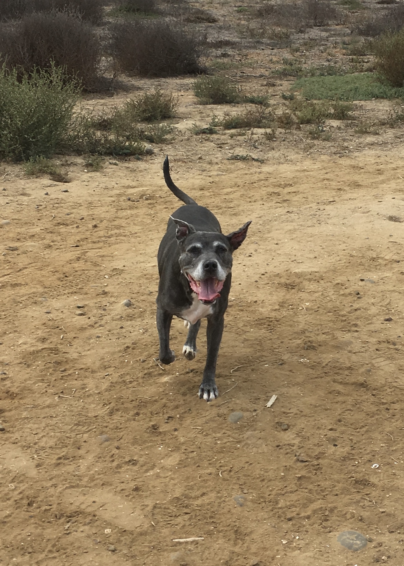Meet Bebe: The Adorable Star of the Show