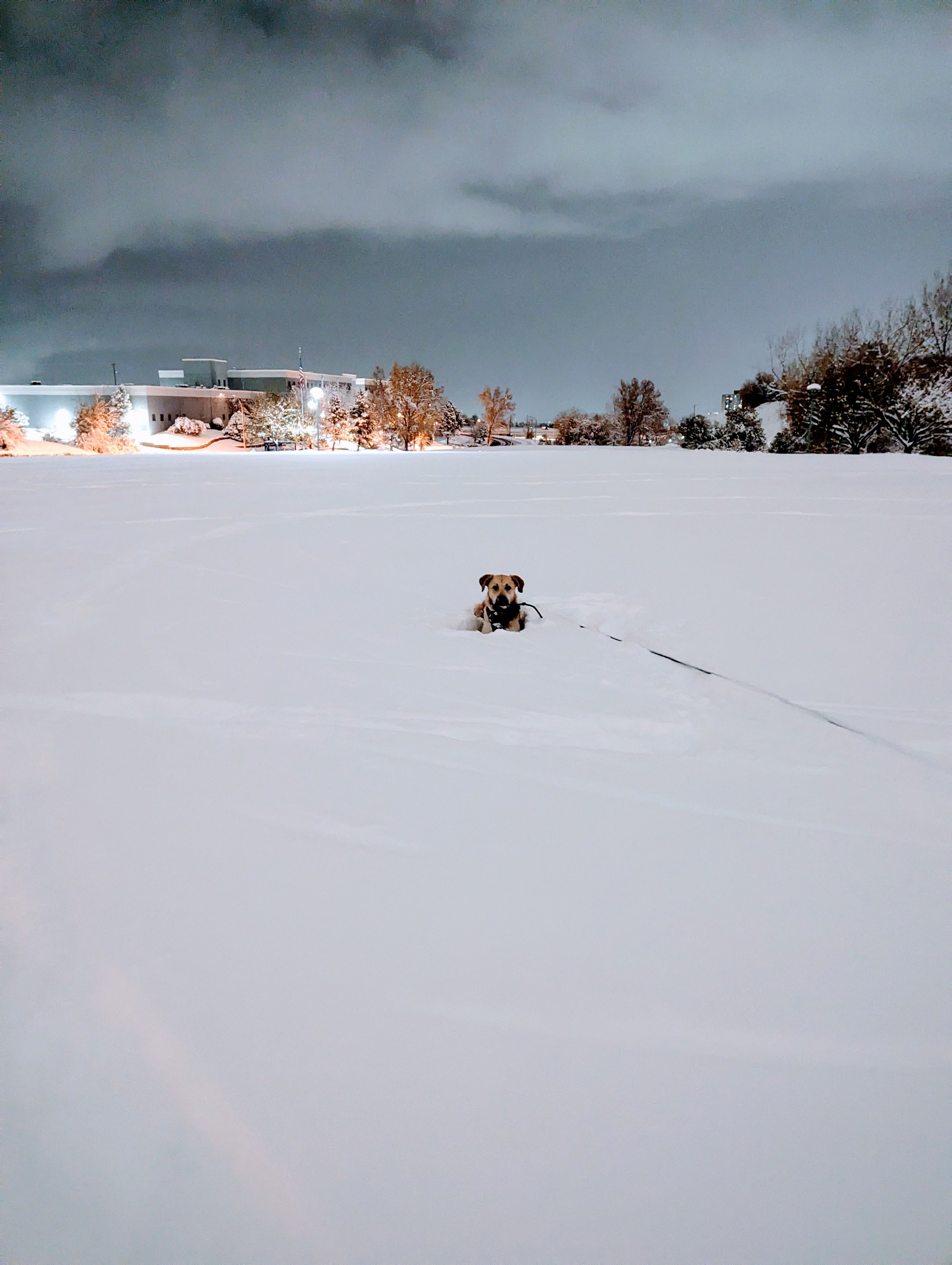 A snowy night filled with endless fun for the dog!