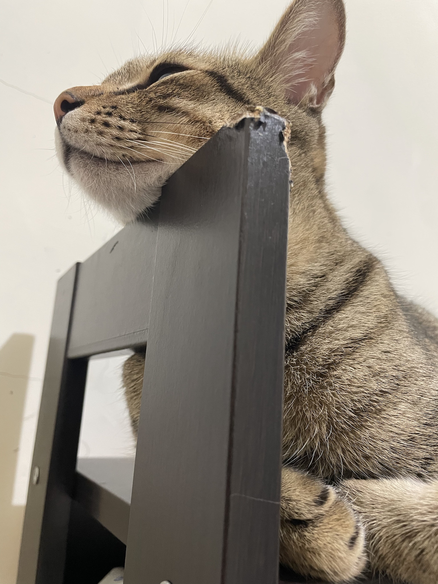 Just a cute cat!