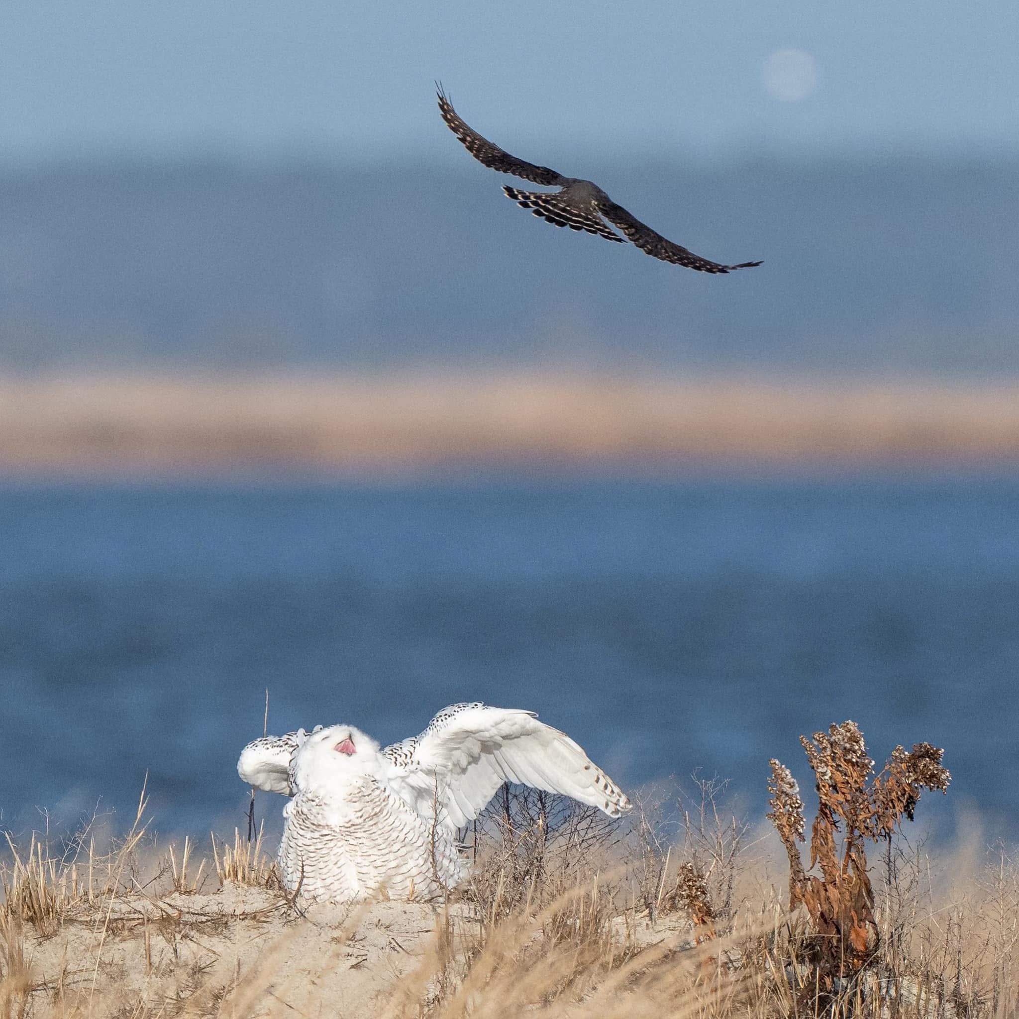 The Epic Showdown: Snowy Owl Takes on Raptor