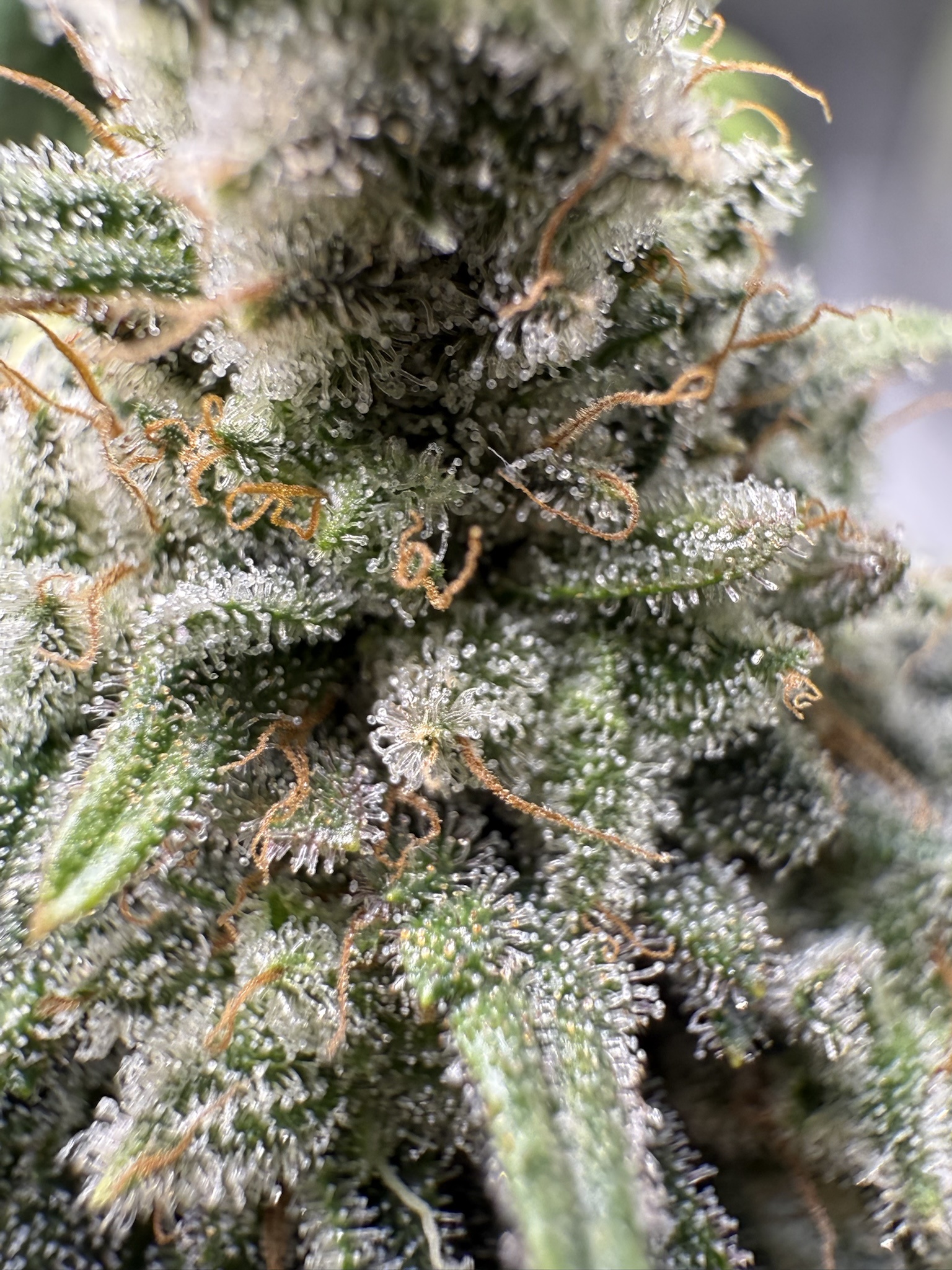 Exploring the World of Trichomes