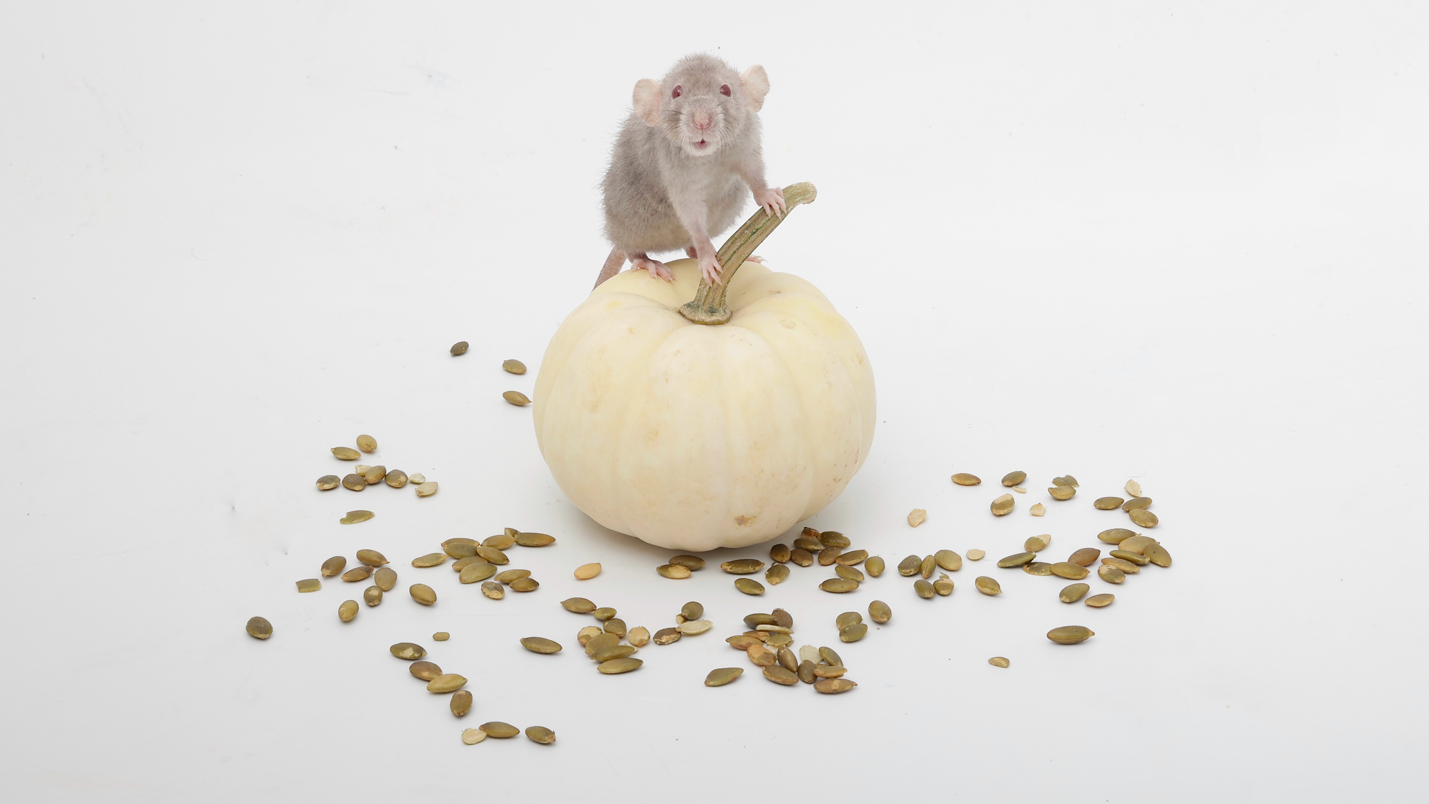 Help me name my rat in this thrilling installment - part 15!