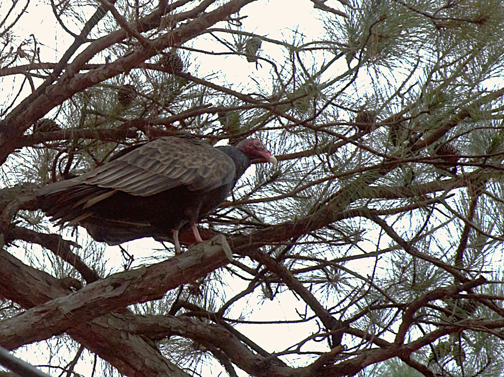 A Striking Snapshot of a Vulture in Its Natural Habitat