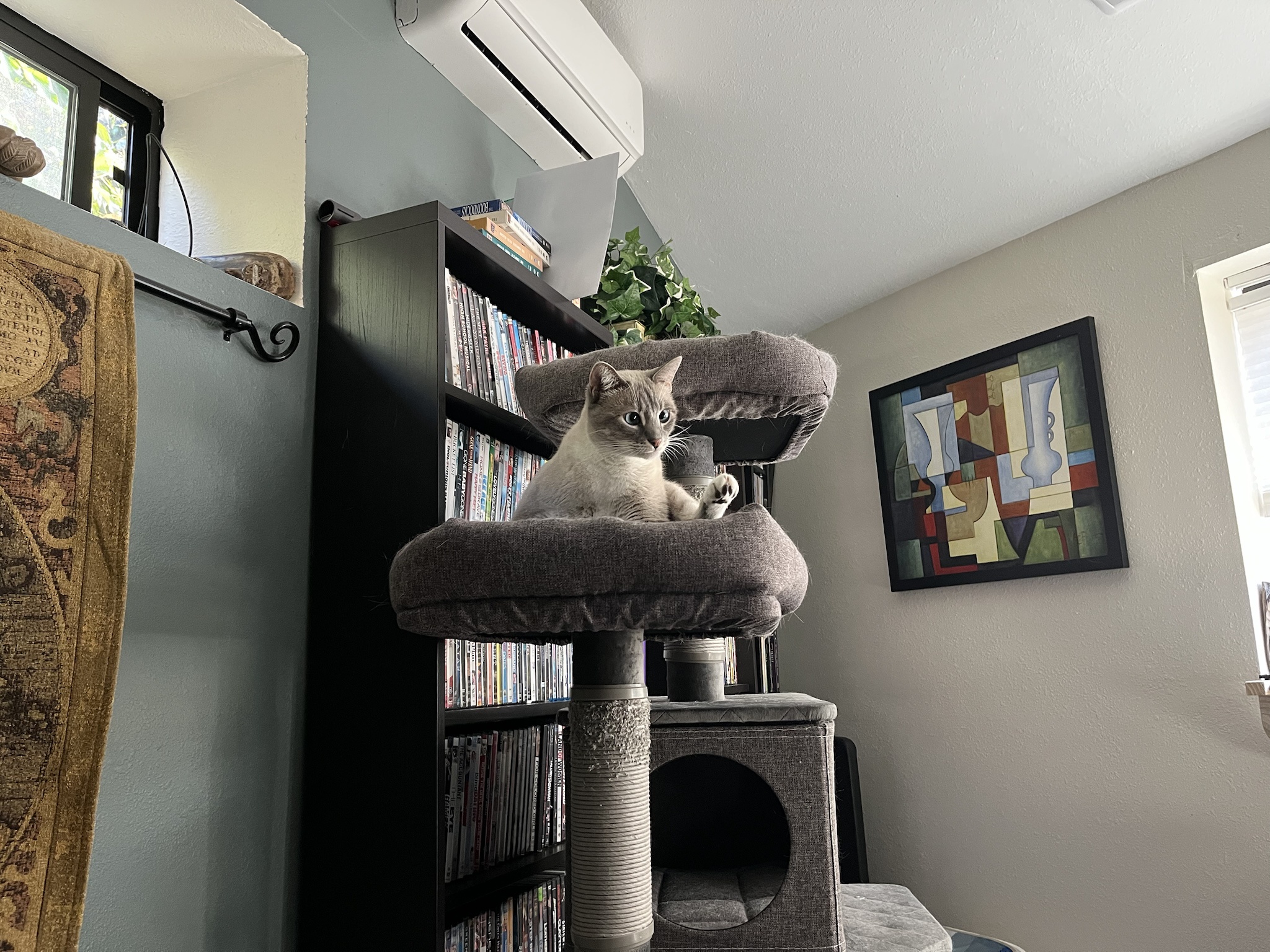 Here's a daily dose of my cat Ivy: Day 333!