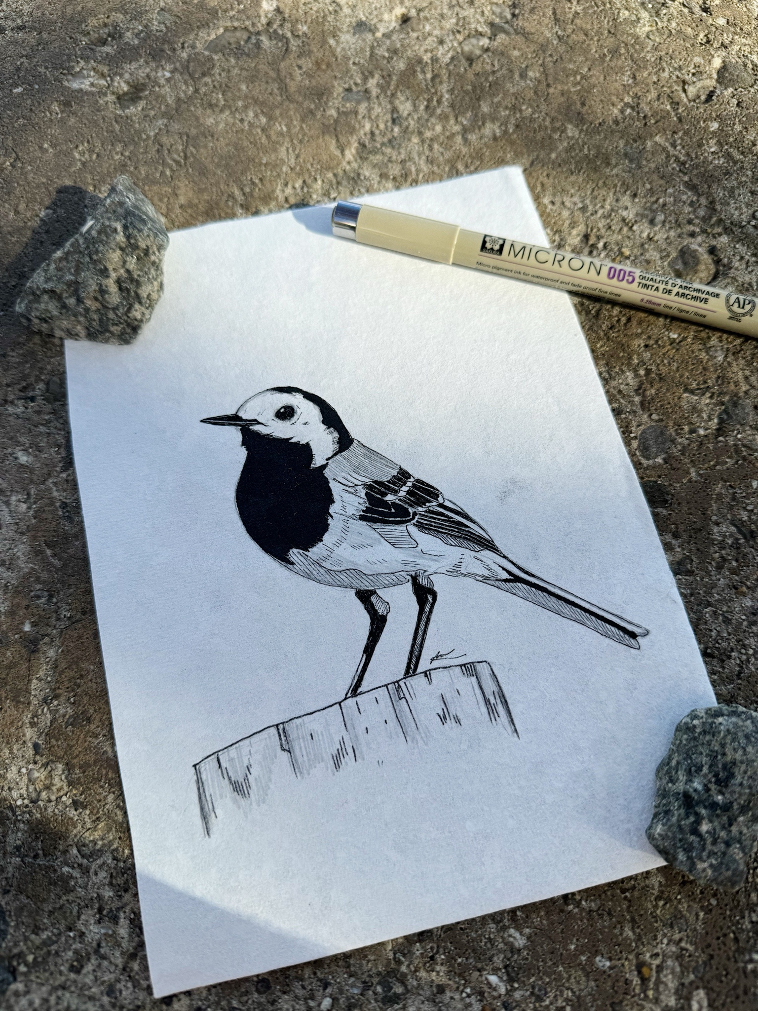 Meet the Charming White Wagtail