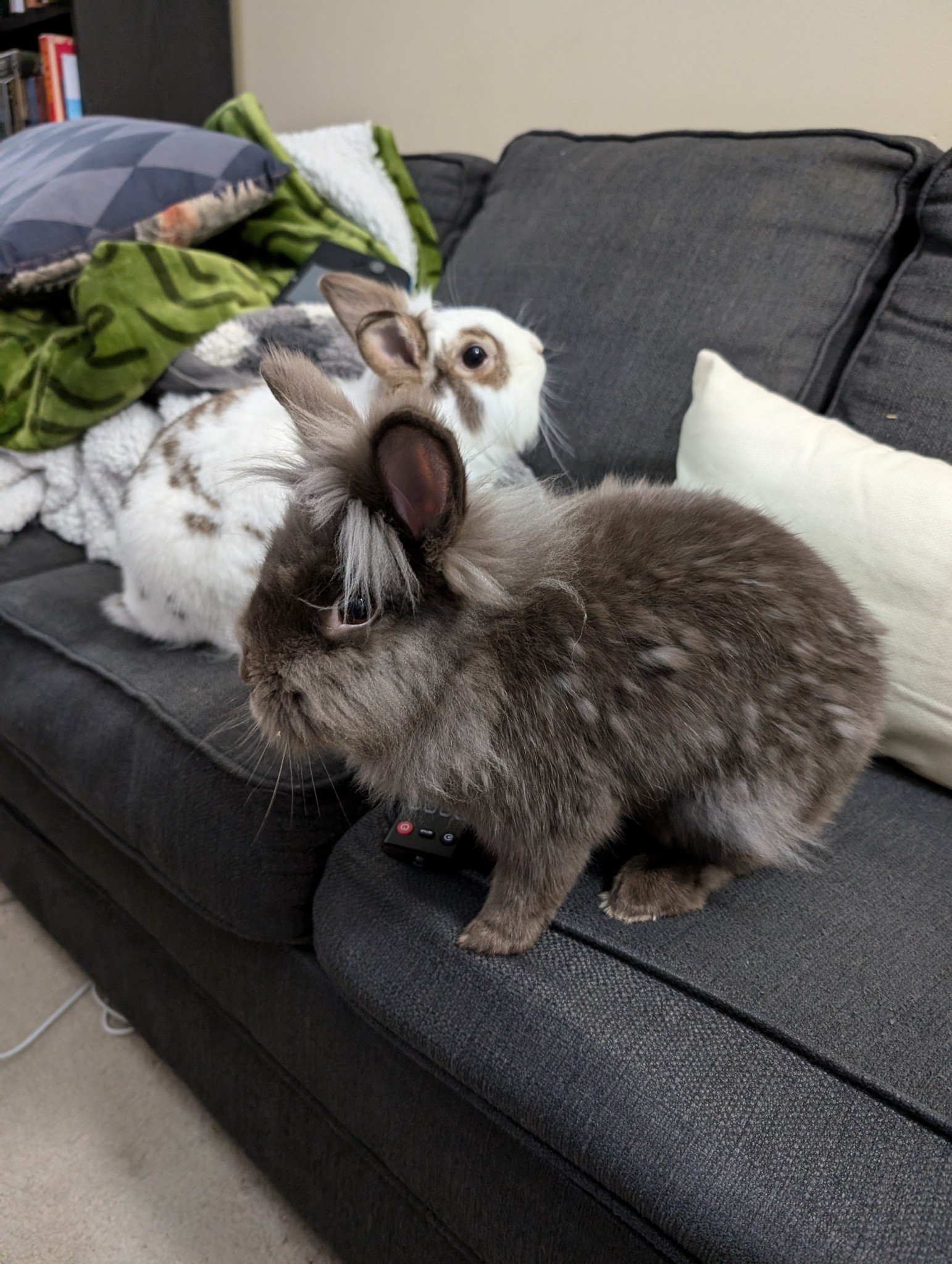 The Bunnies are on Remote Duty to Keep Me Away from Election Coverage