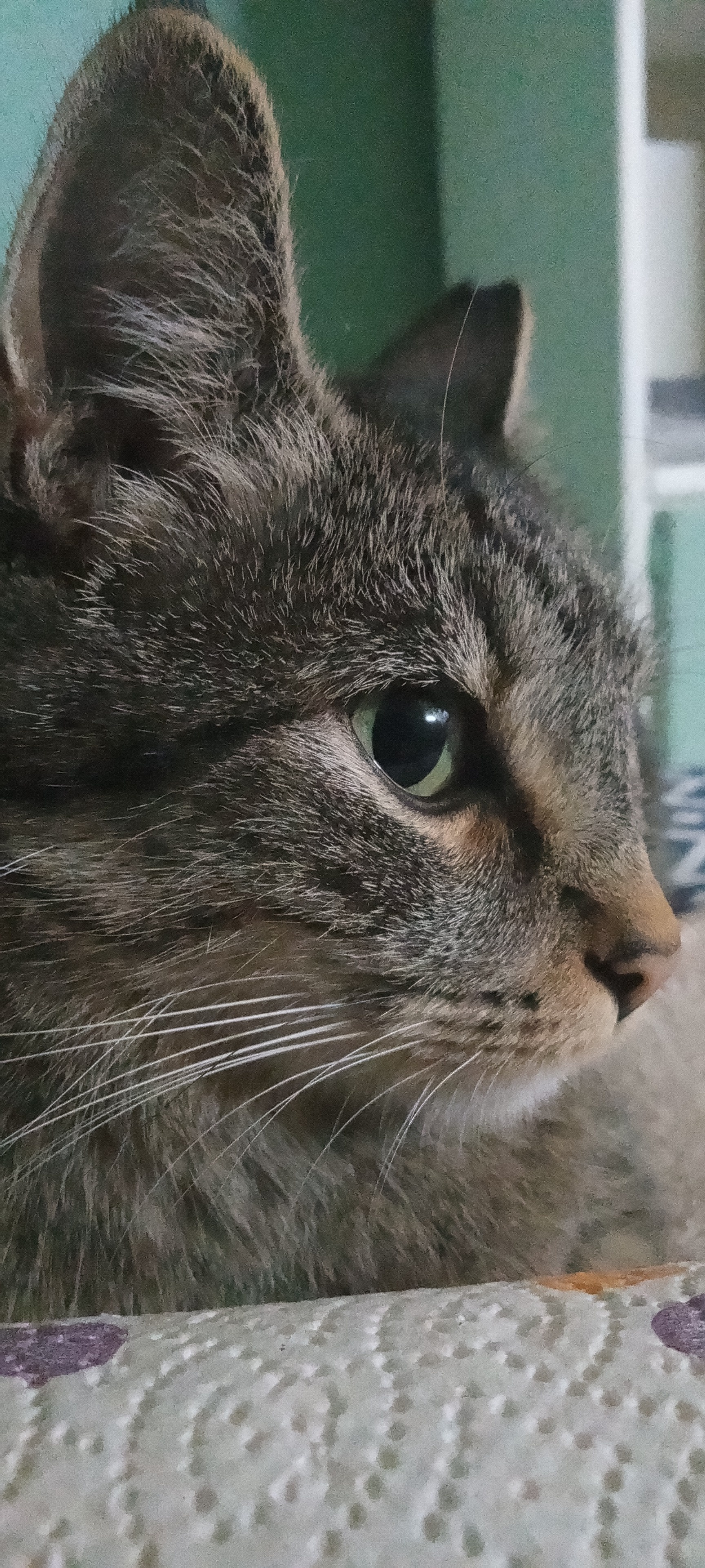 My GATA: A Personal Connection