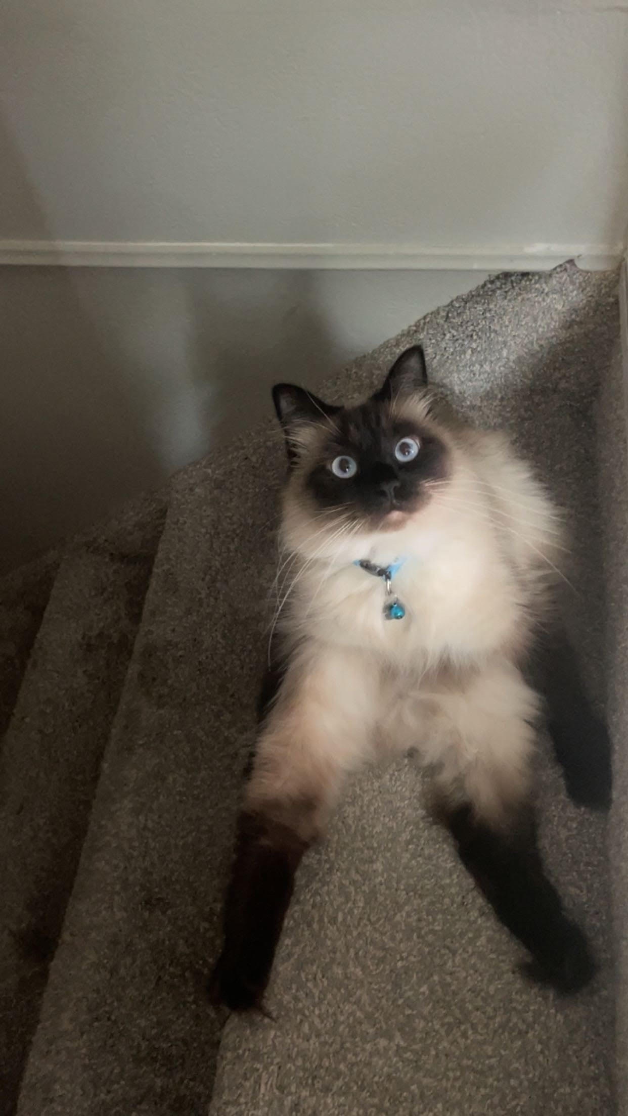 Meet Binx!